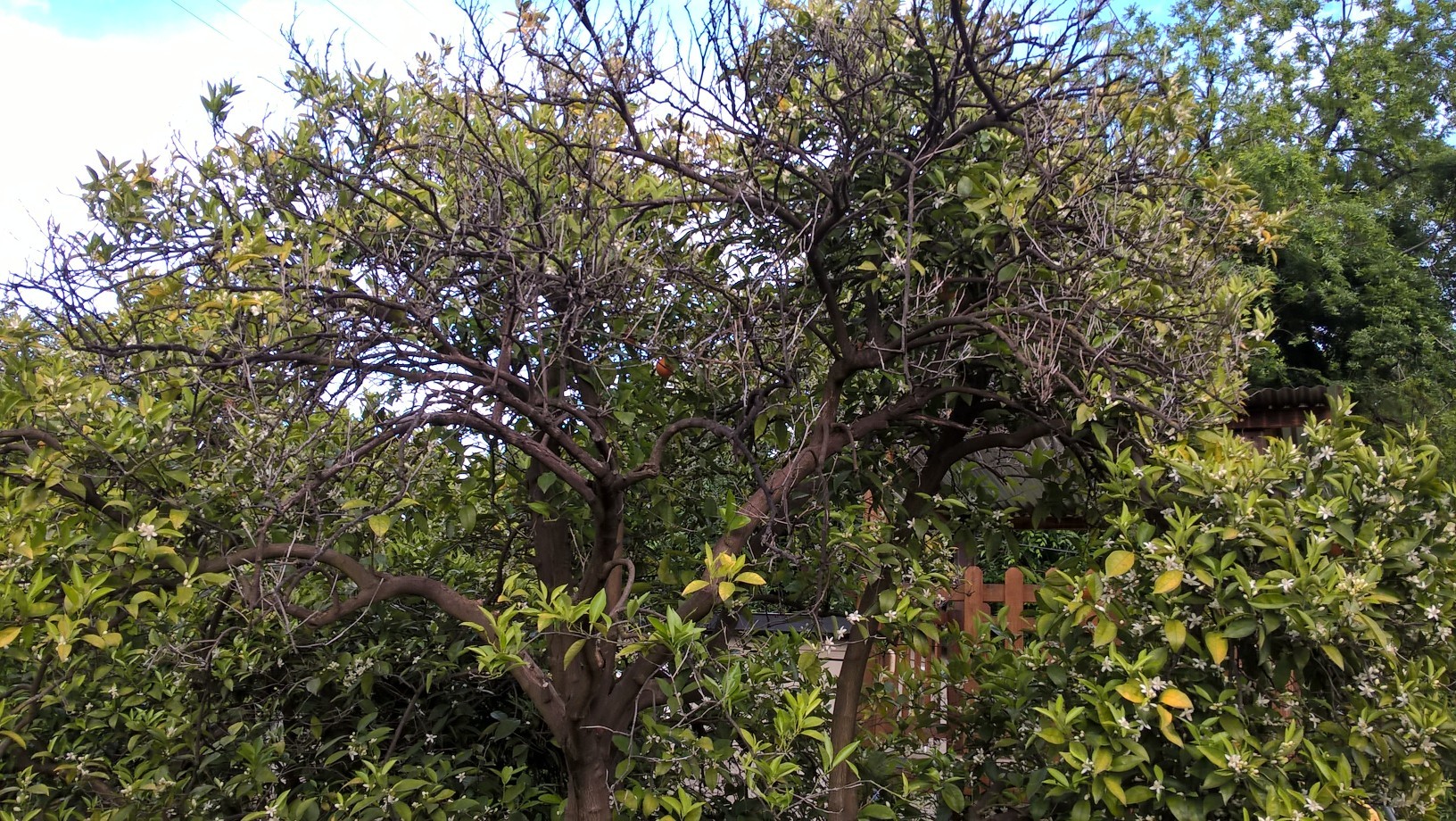 What's killing my Orange tree? General Fruit Growing Growing Fruit