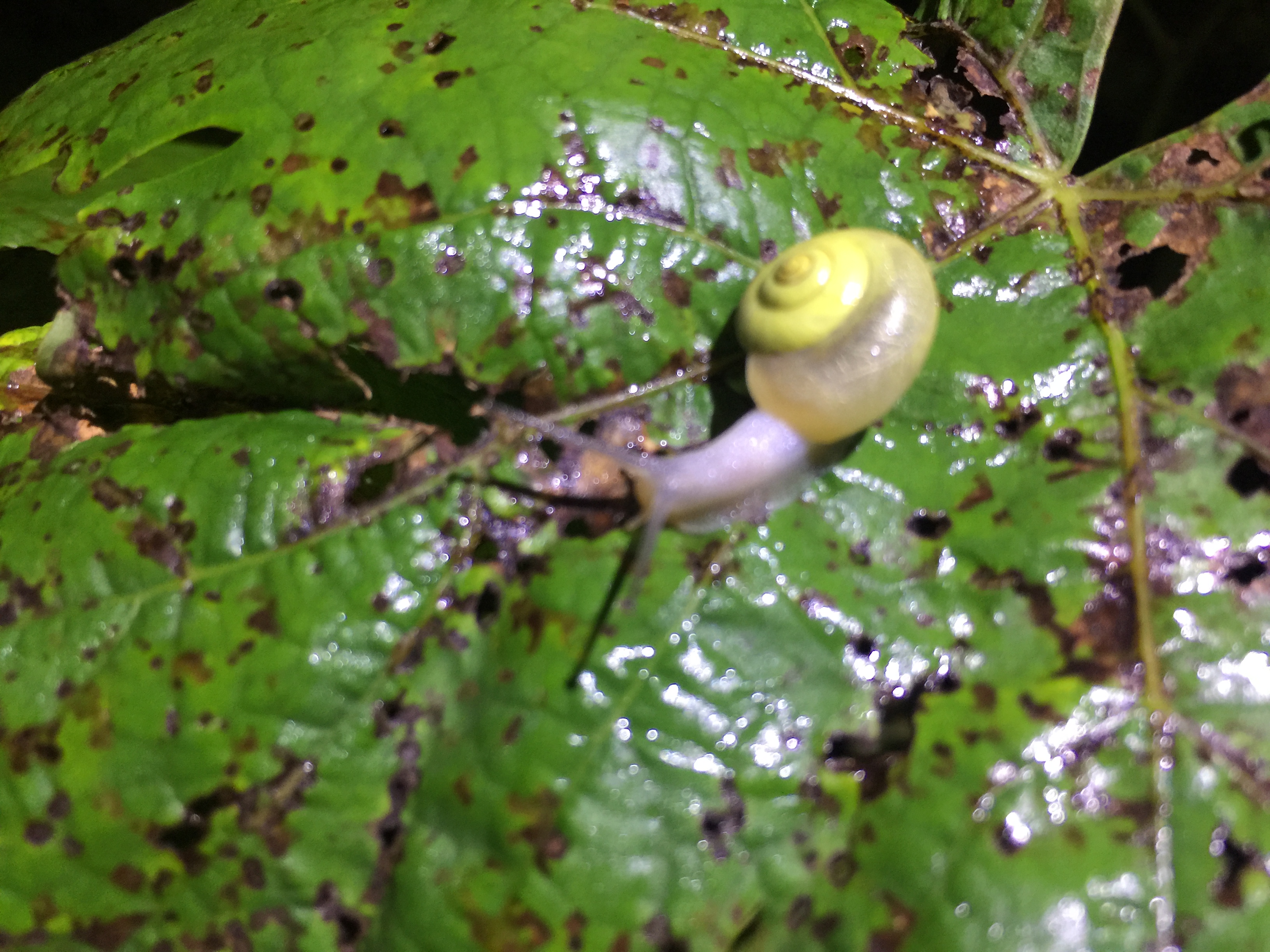 Are snails bad for fruit trees? General Fruit Growing Growing Fruit