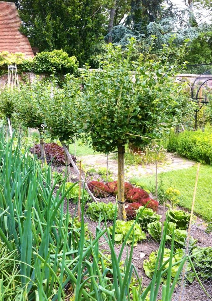 standard gooseberry2