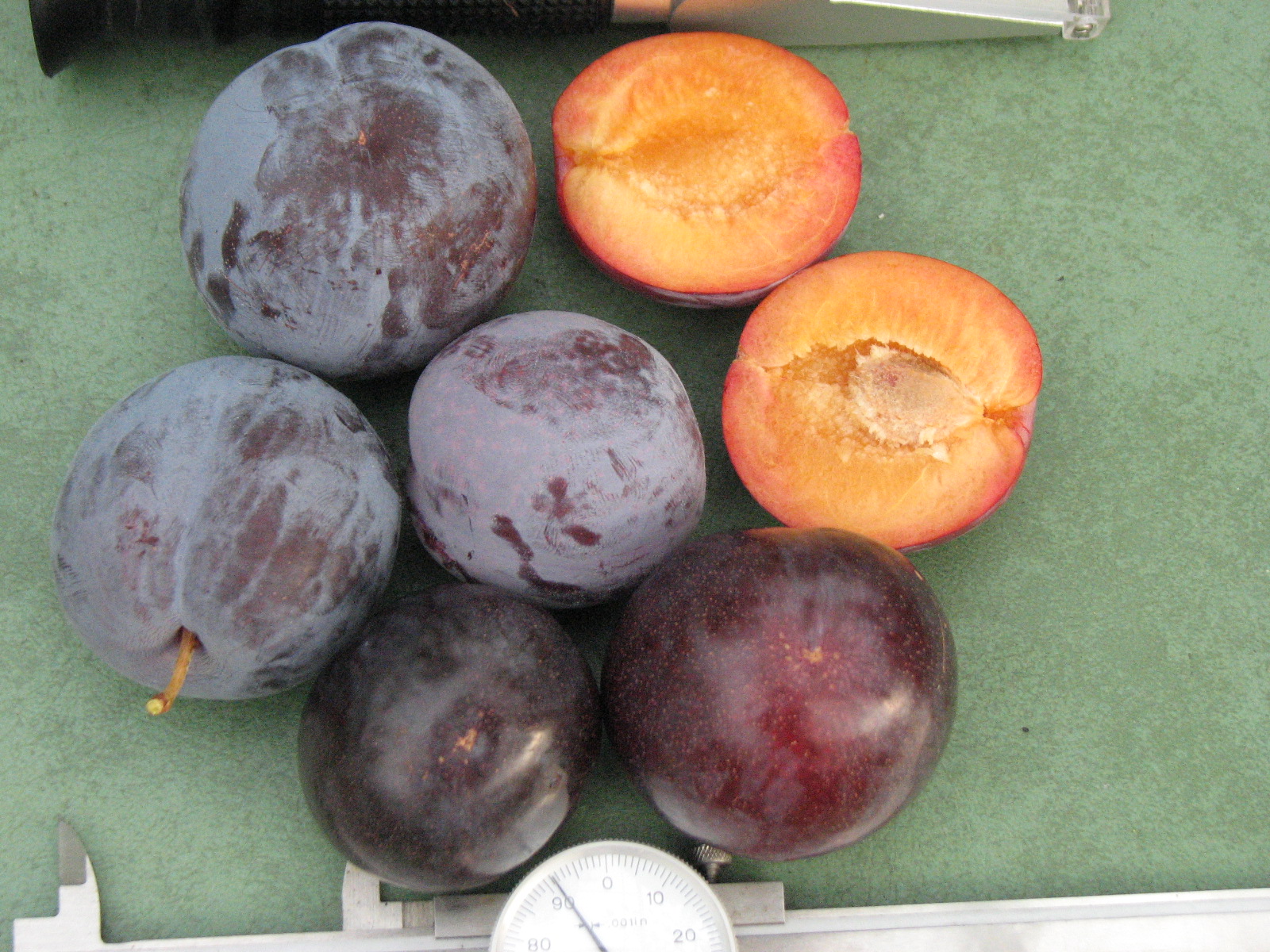 Plums with black skin and amber flesh General Fruit Growing Growing