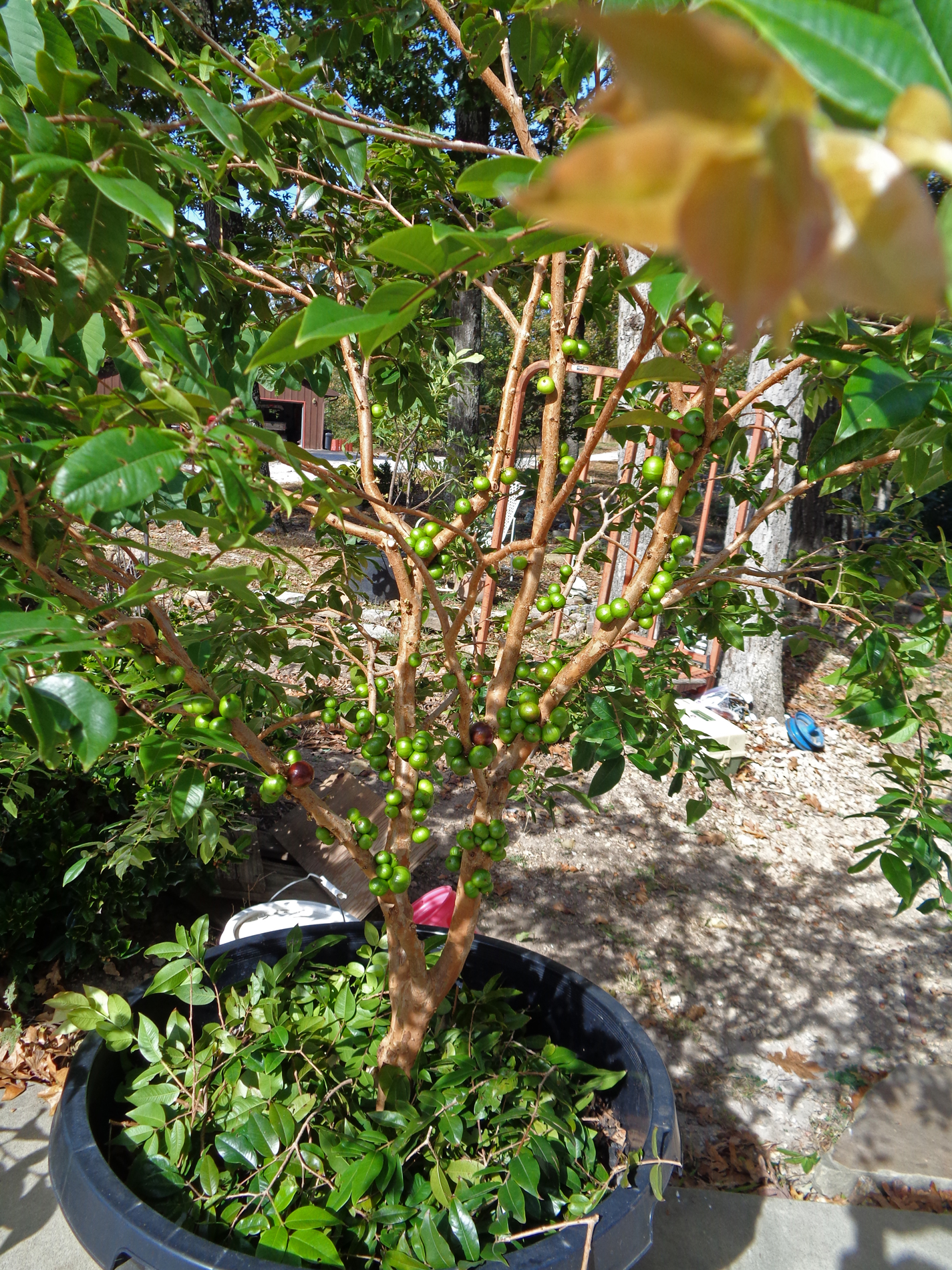 Jaboticaba Pictures! Growing Fruit