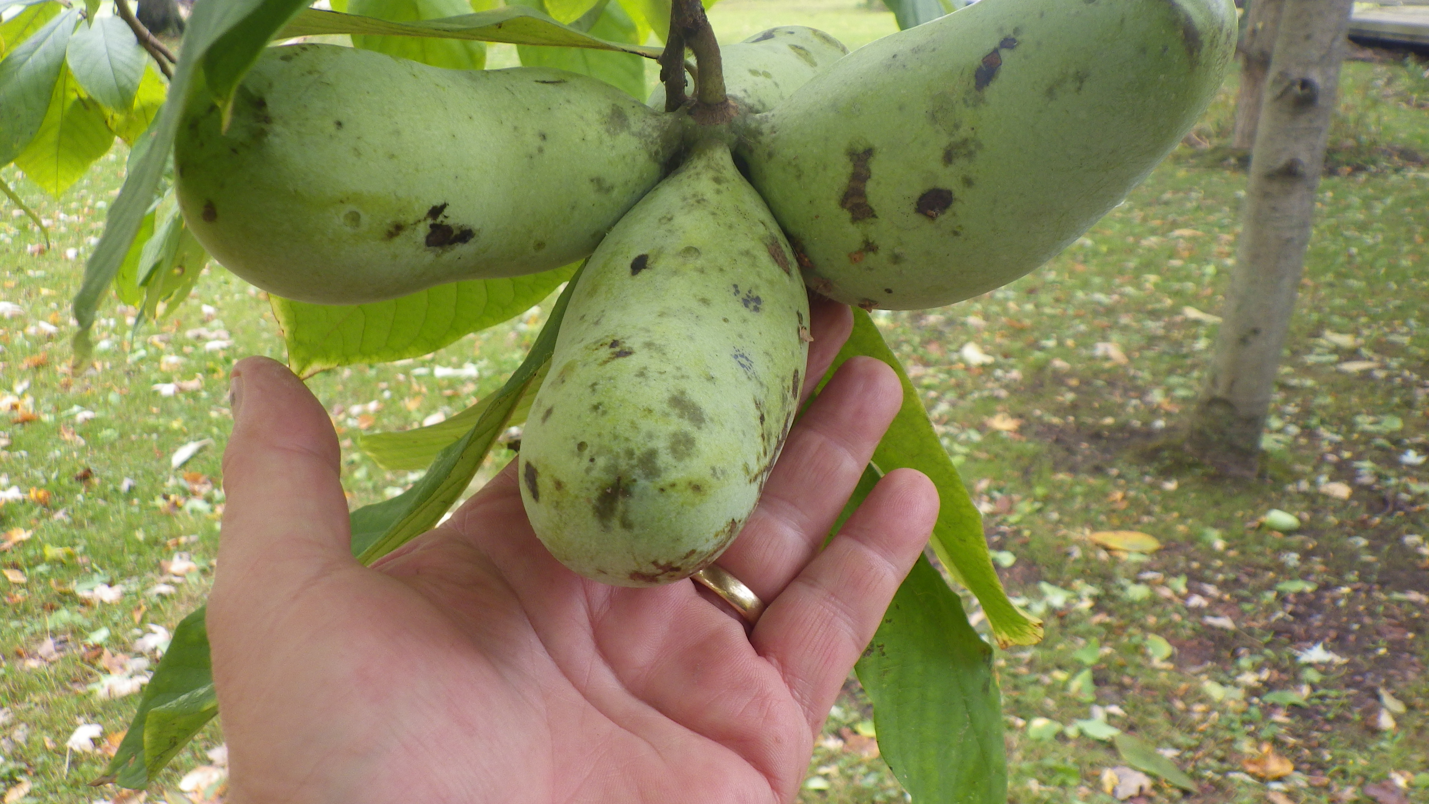 Pawpaw Varieties General Fruit Growing Growing Fruit