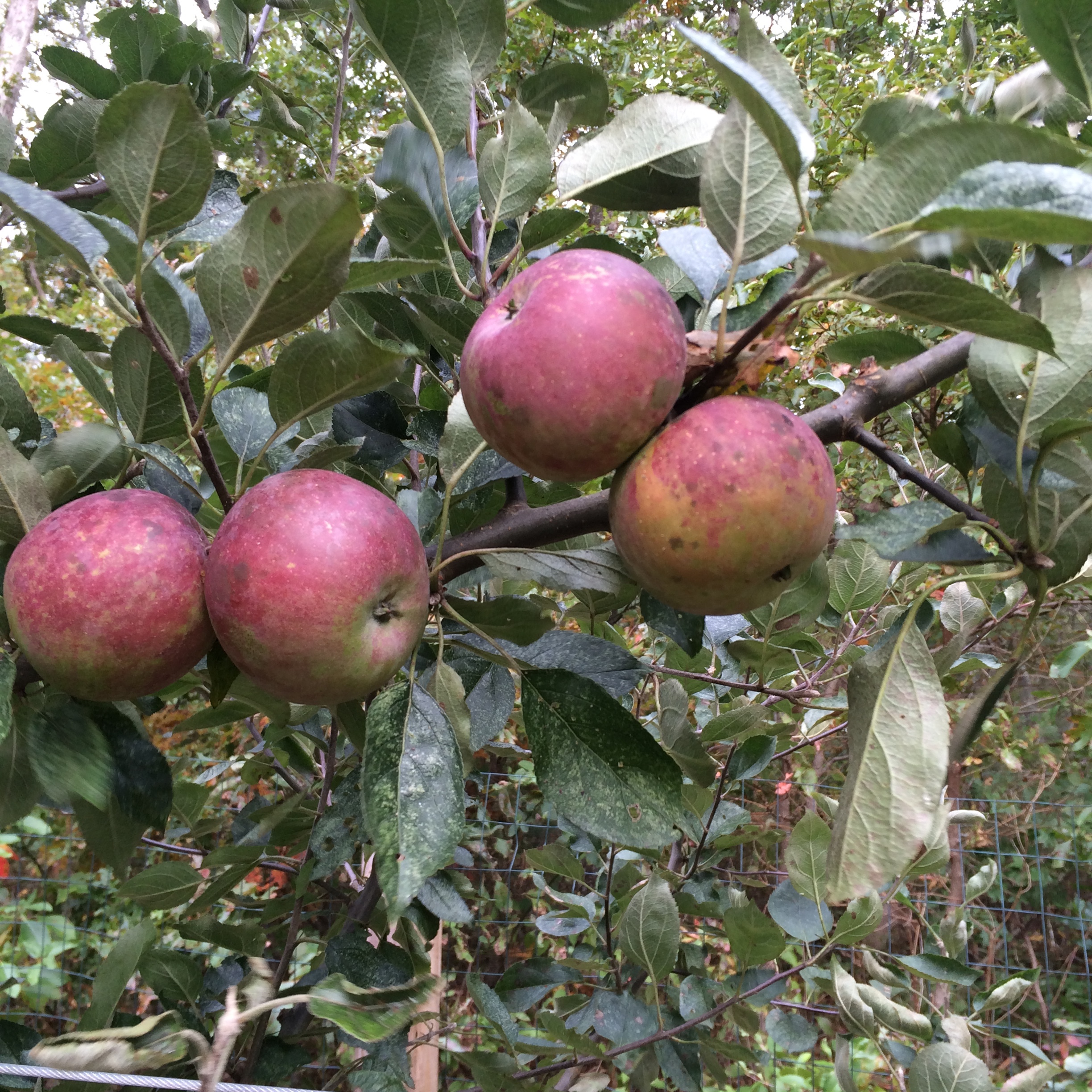 Evaluating Winesap types General Fruit Growing Growing Fruit