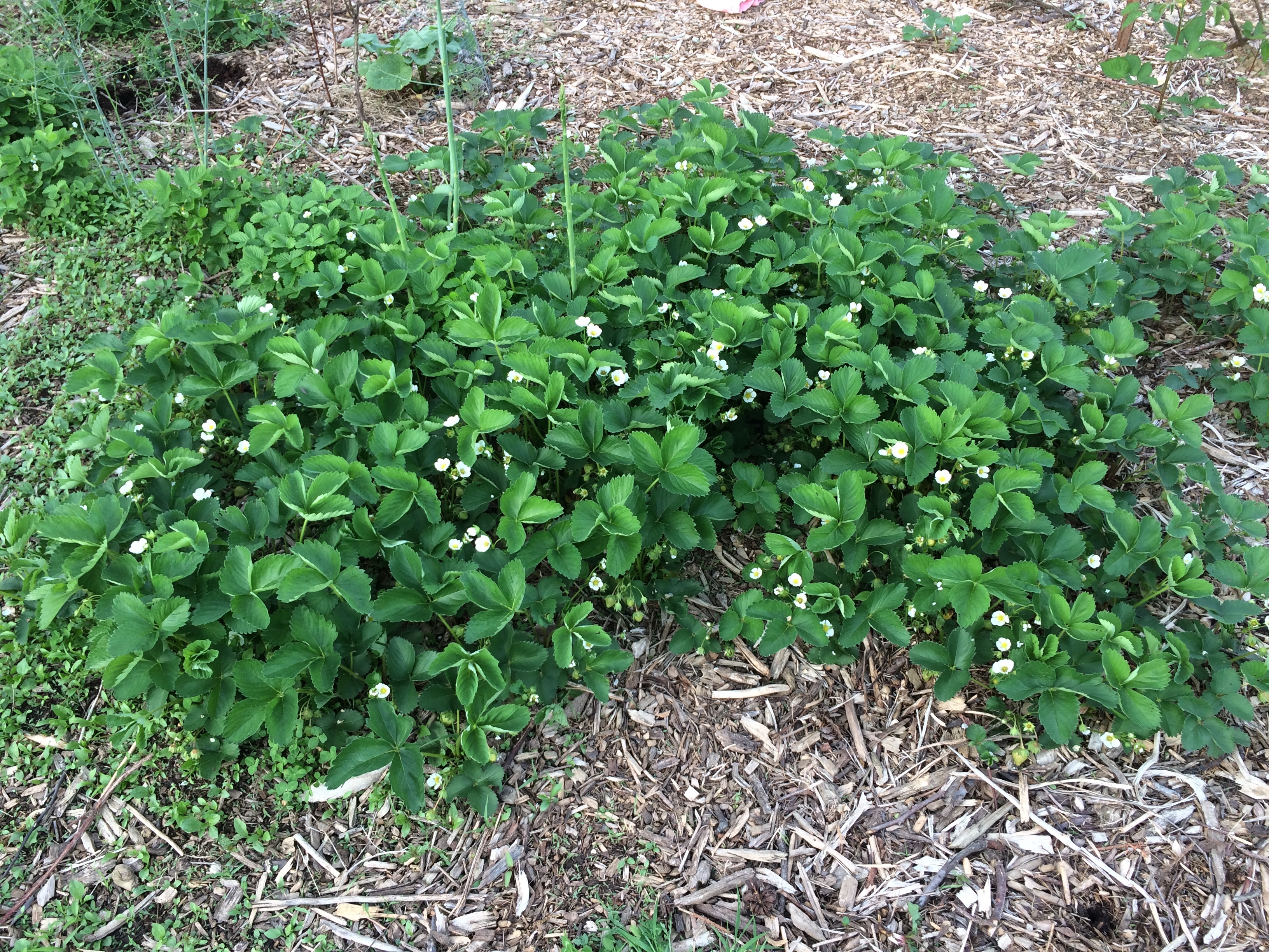 Curling leaves on strawberry plants General Fruit Growing Growing Fruit