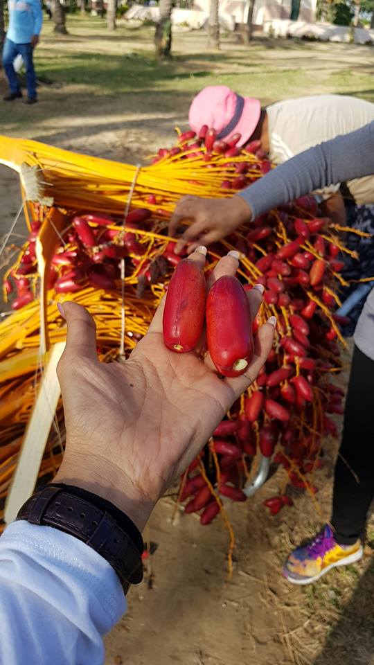 Egyptian Zaghloul dates General Fruit Growing Growing Fruit