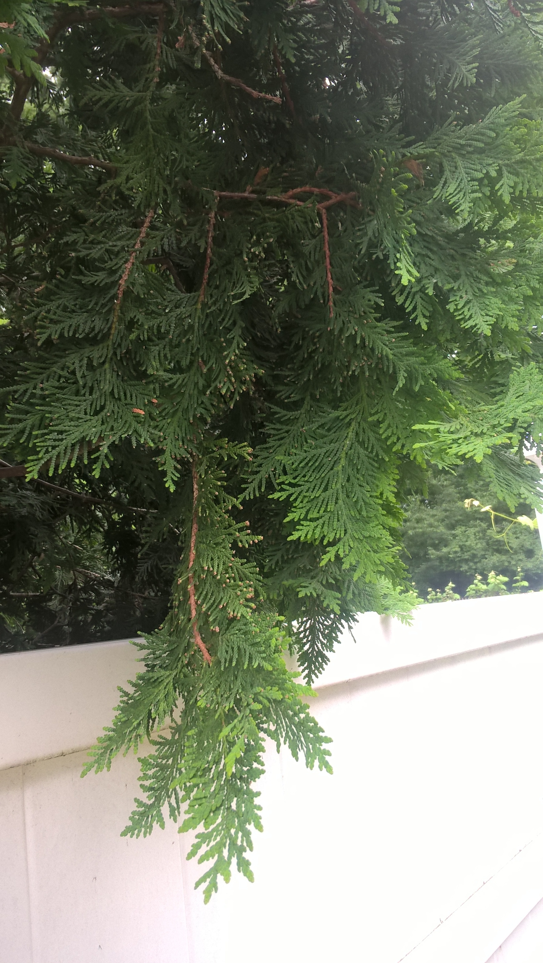 Cedar Rust Confirmation General Fruit Growing Growing Fruit