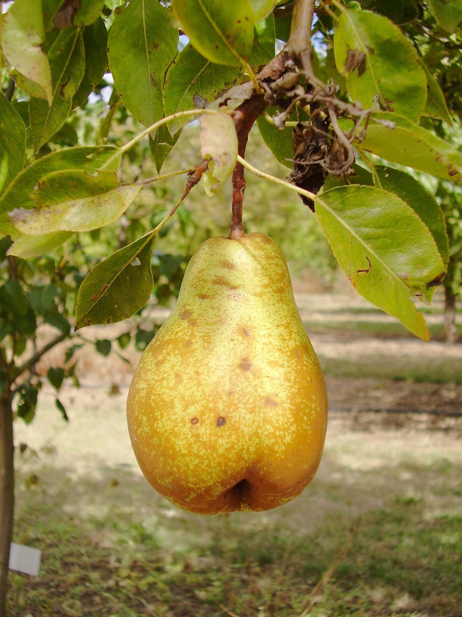 Eldorado pear Spanish for Golden One General Fruit Growing