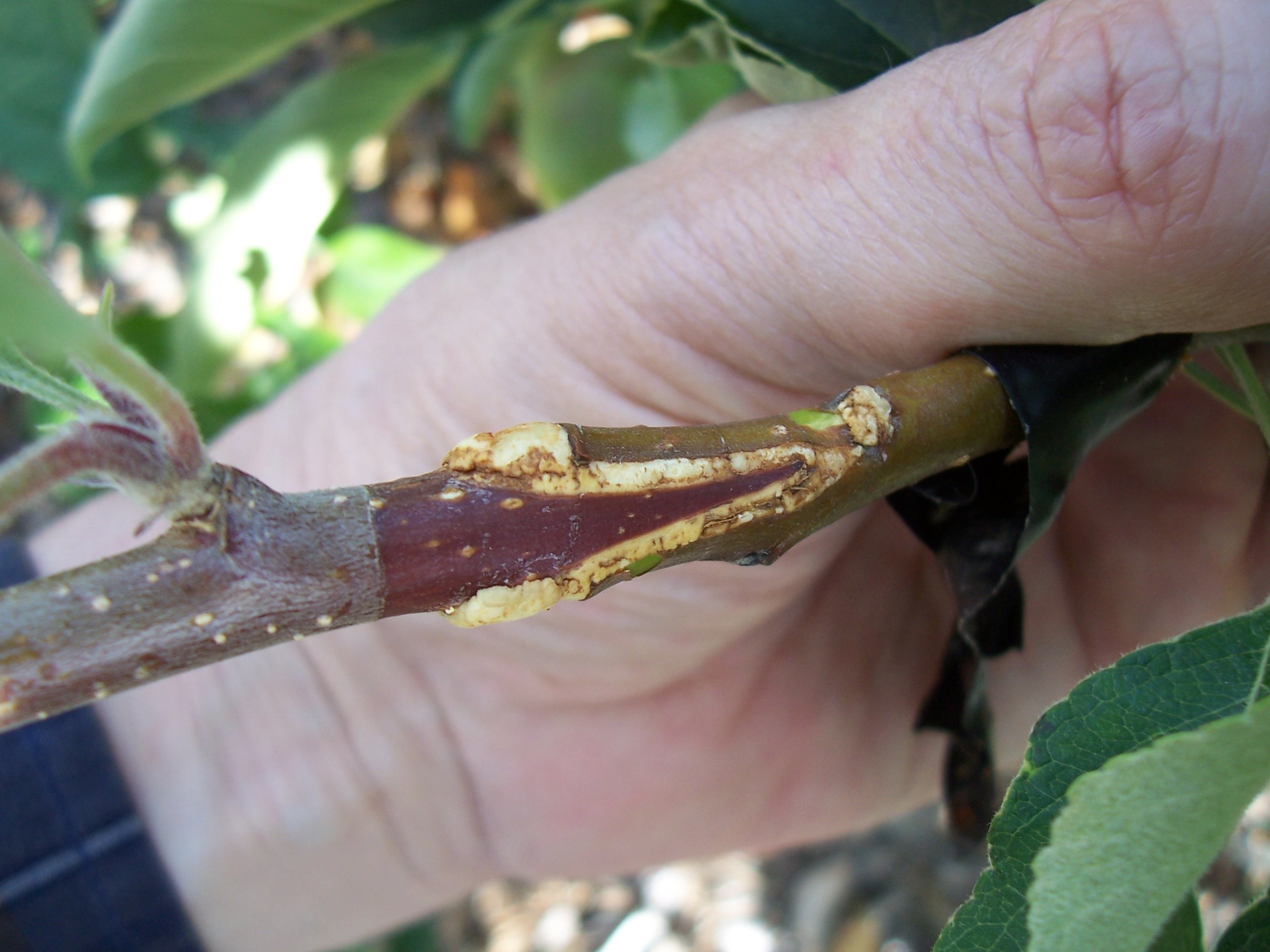 Grafting for complete beginners? General Fruit Growing Growing Fruit