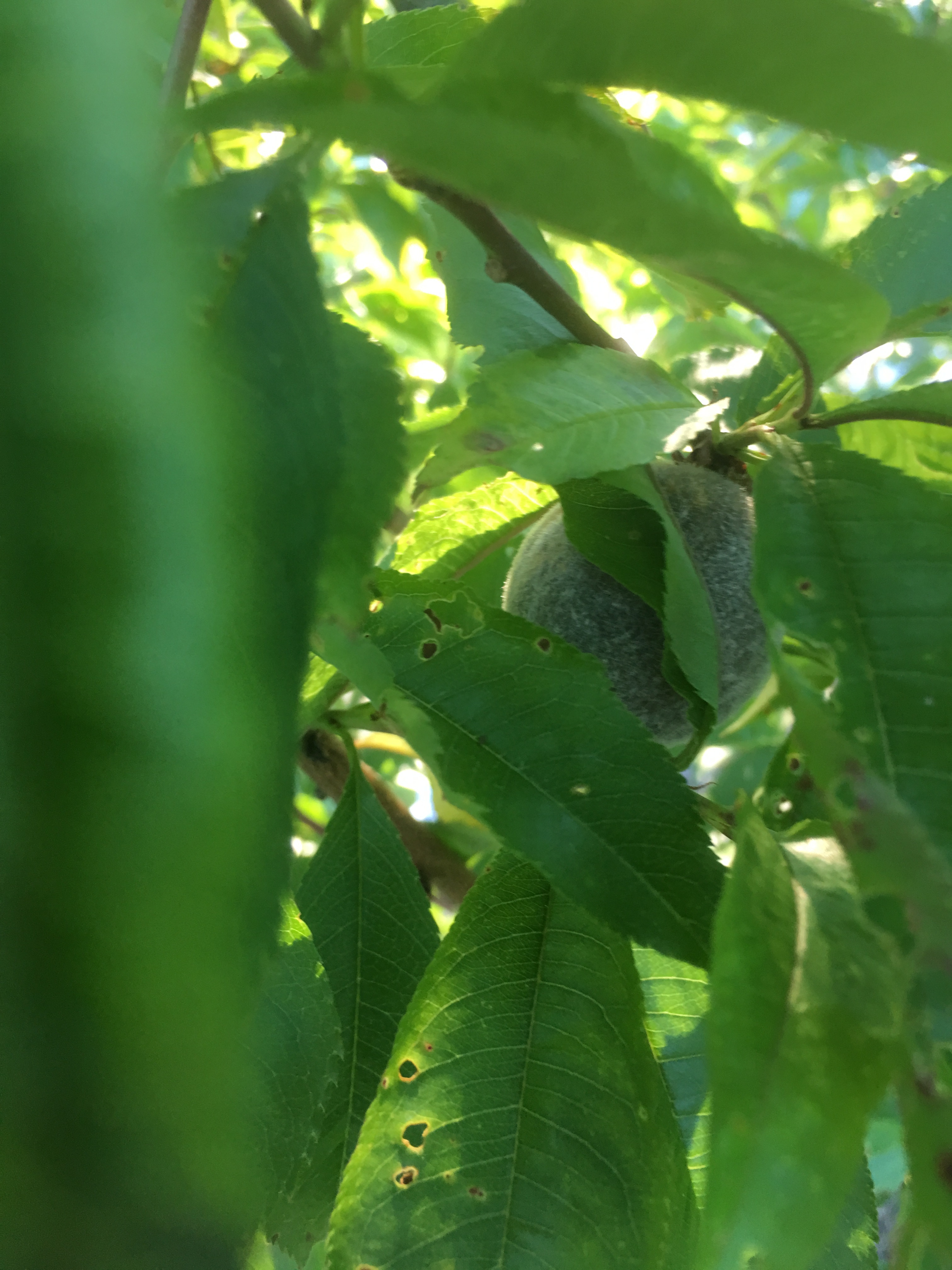 Black Boy peaches General Fruit Growing Growing Fruit