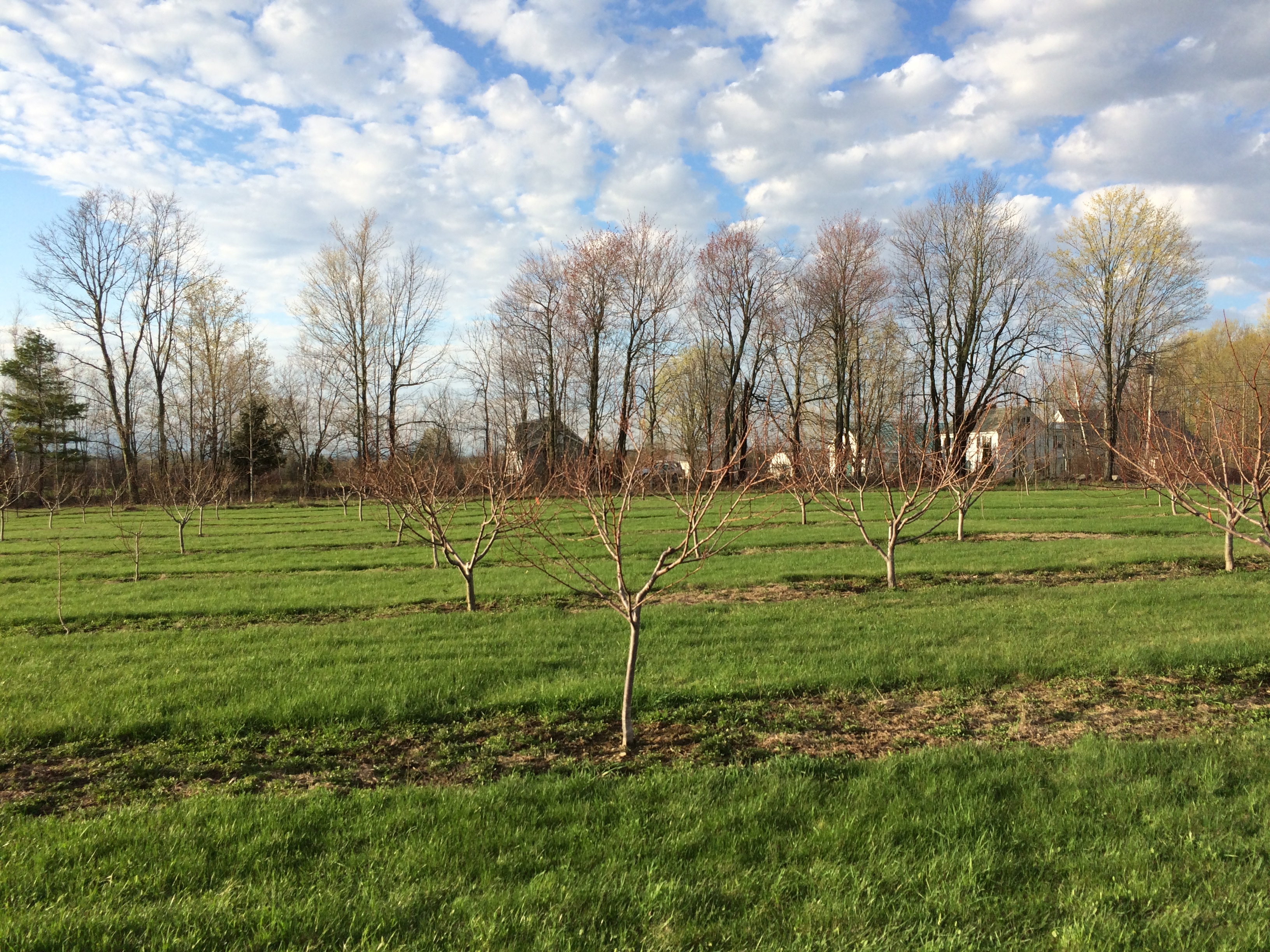Peach progress in Maine General Fruit Growing Growing Fruit