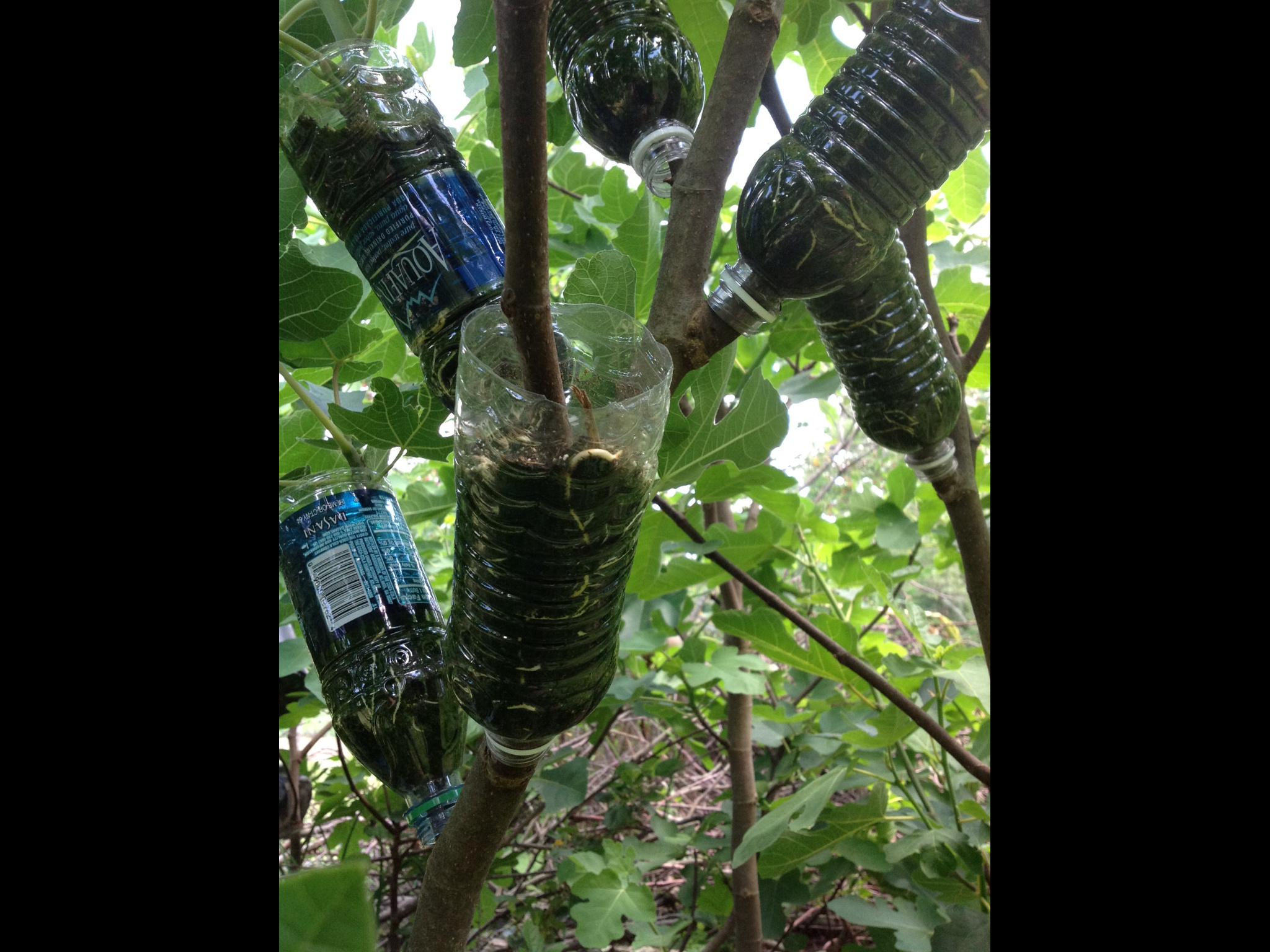 Water bottle air layer figs General Fruit Growing Growing Fruit