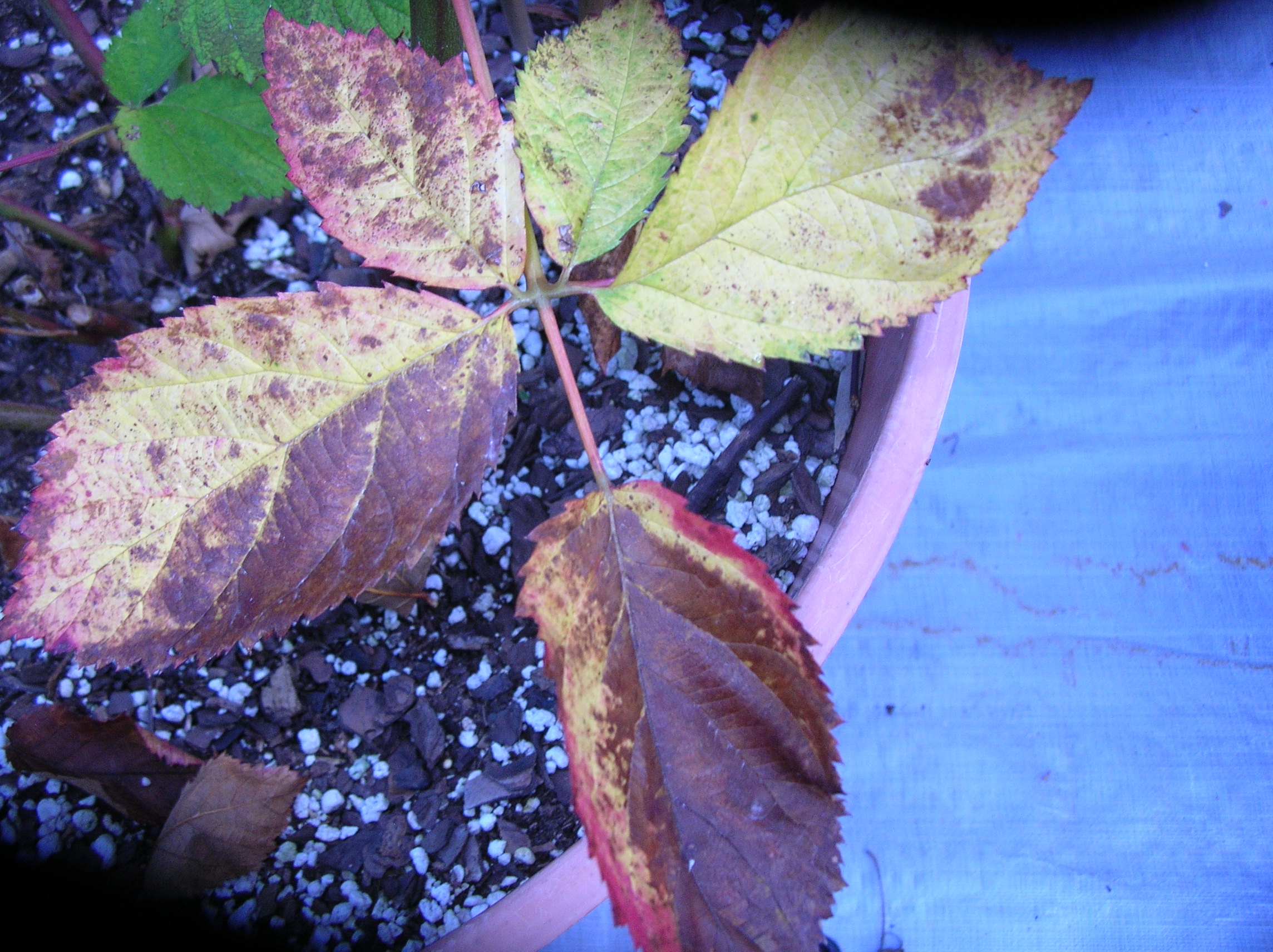 Blackberry disease help General Fruit Growing Growing Fruit