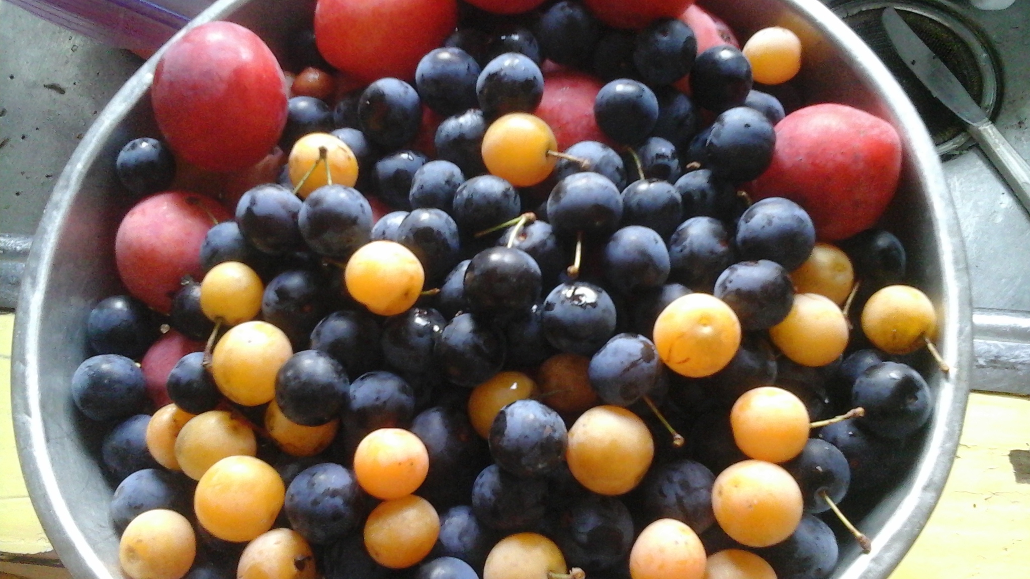 sb plums