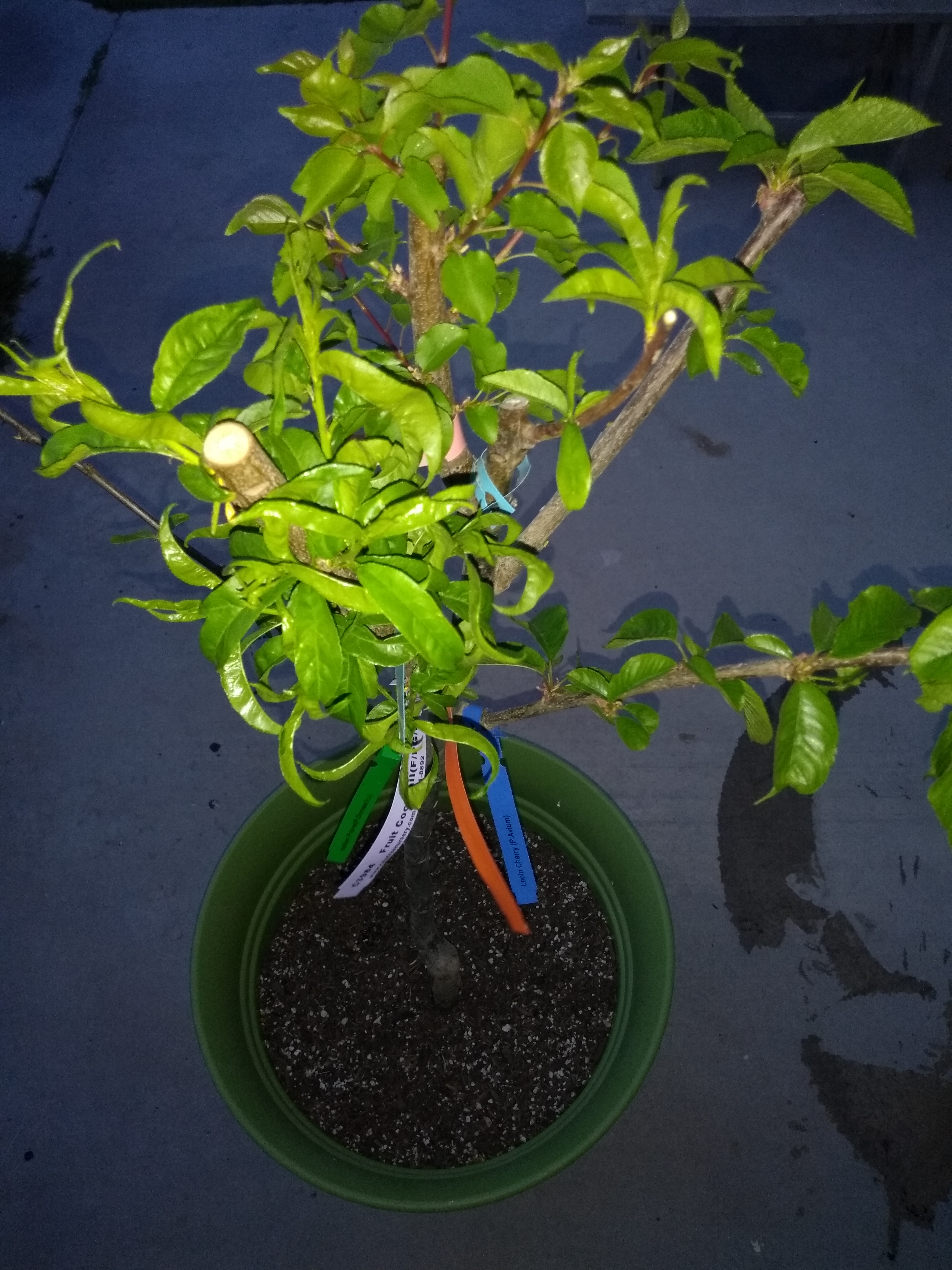 Raintree's new fruit salad tree General Fruit Growing Growing Fruit