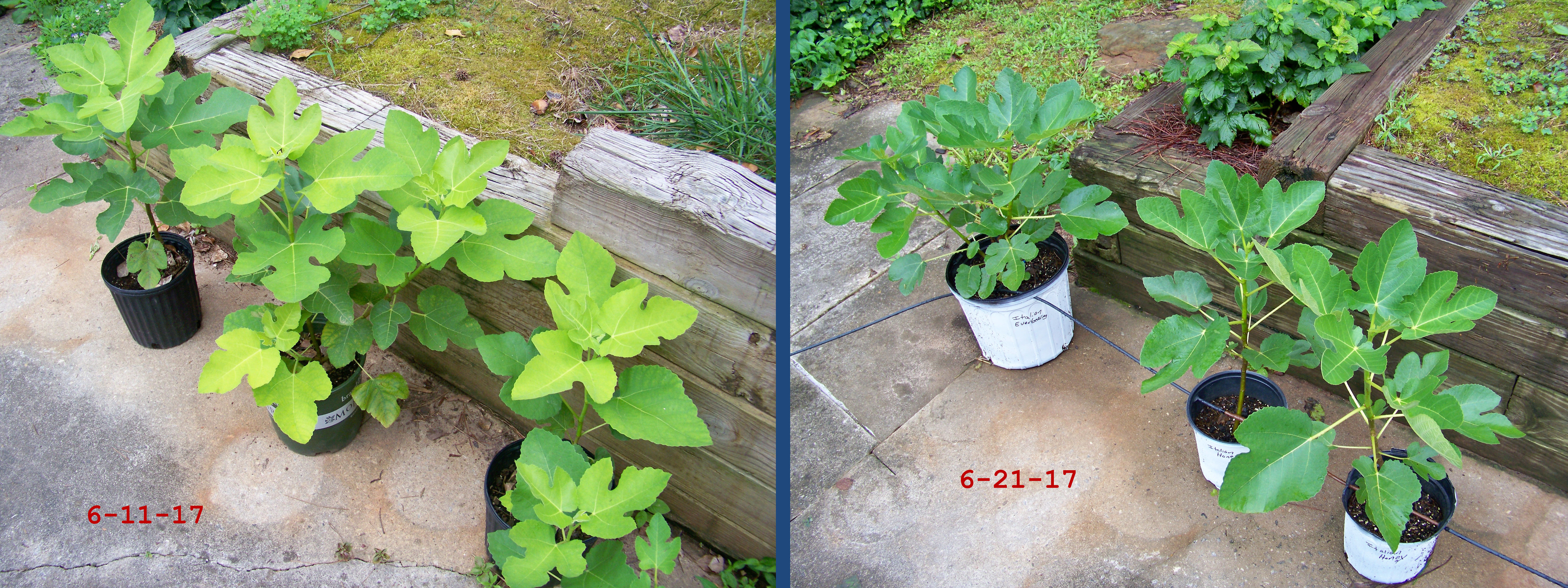 Watering fruit trees in pots General Fruit Growing Growing Fruit