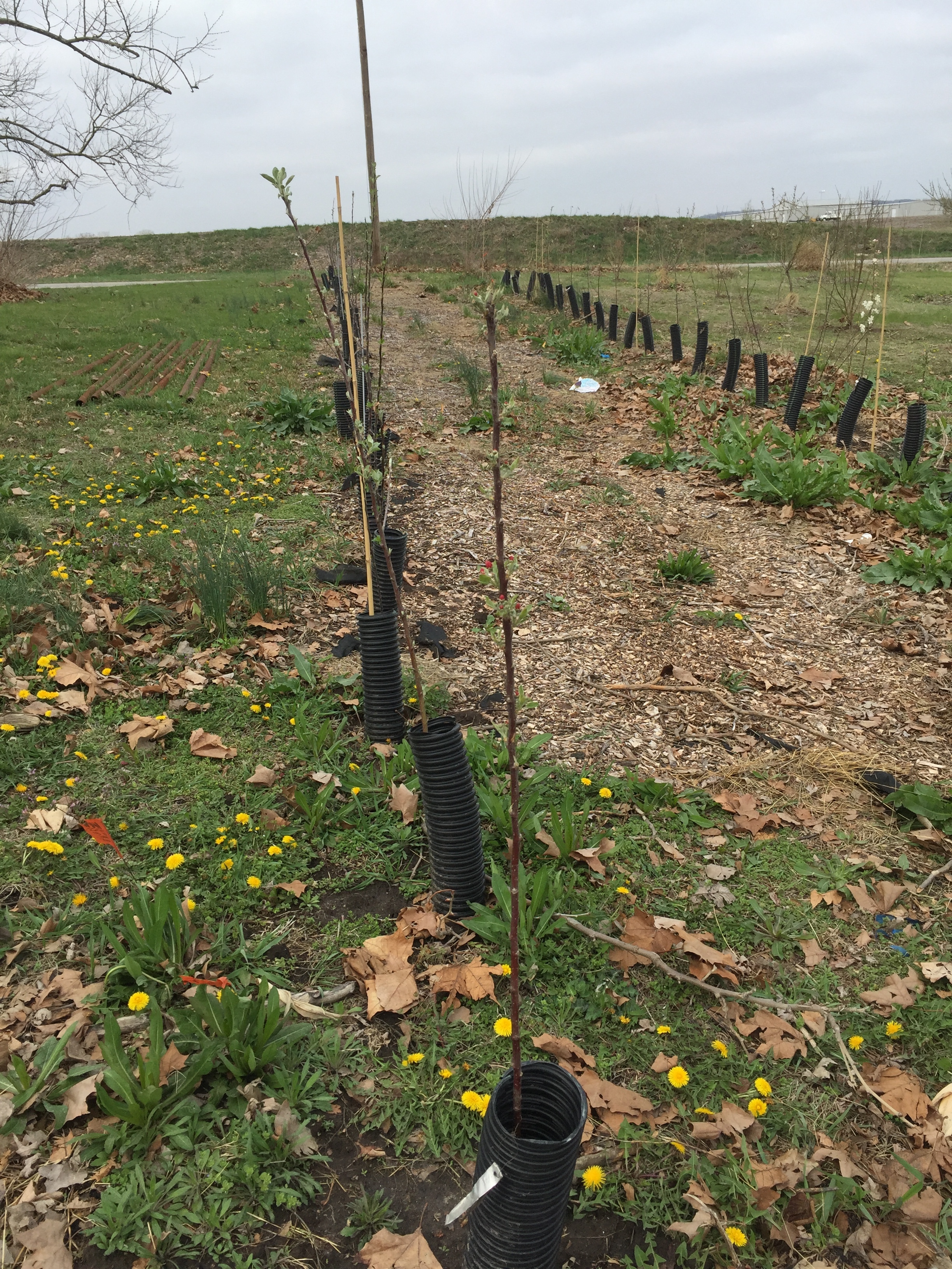 Tall Spindle Trellis Planting General Fruit Growing Growing Fruit