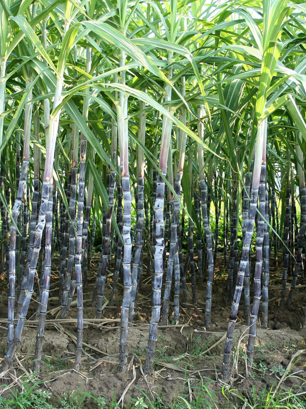Sugarcane General Fruit Growing Growing Fruit
