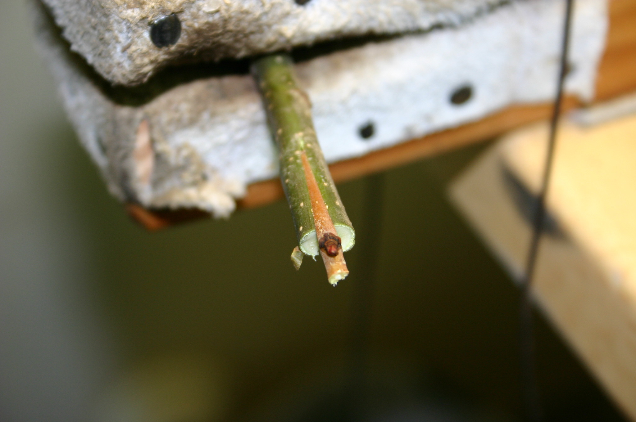 Bench Grafting Questions General Fruit Growing Growing Fruit