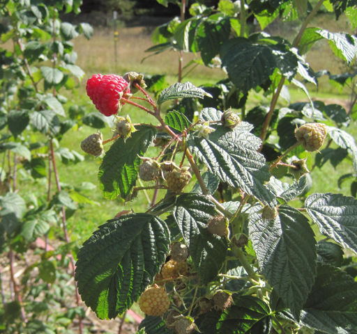 Raspberry-Prelude-FallFruit-gf