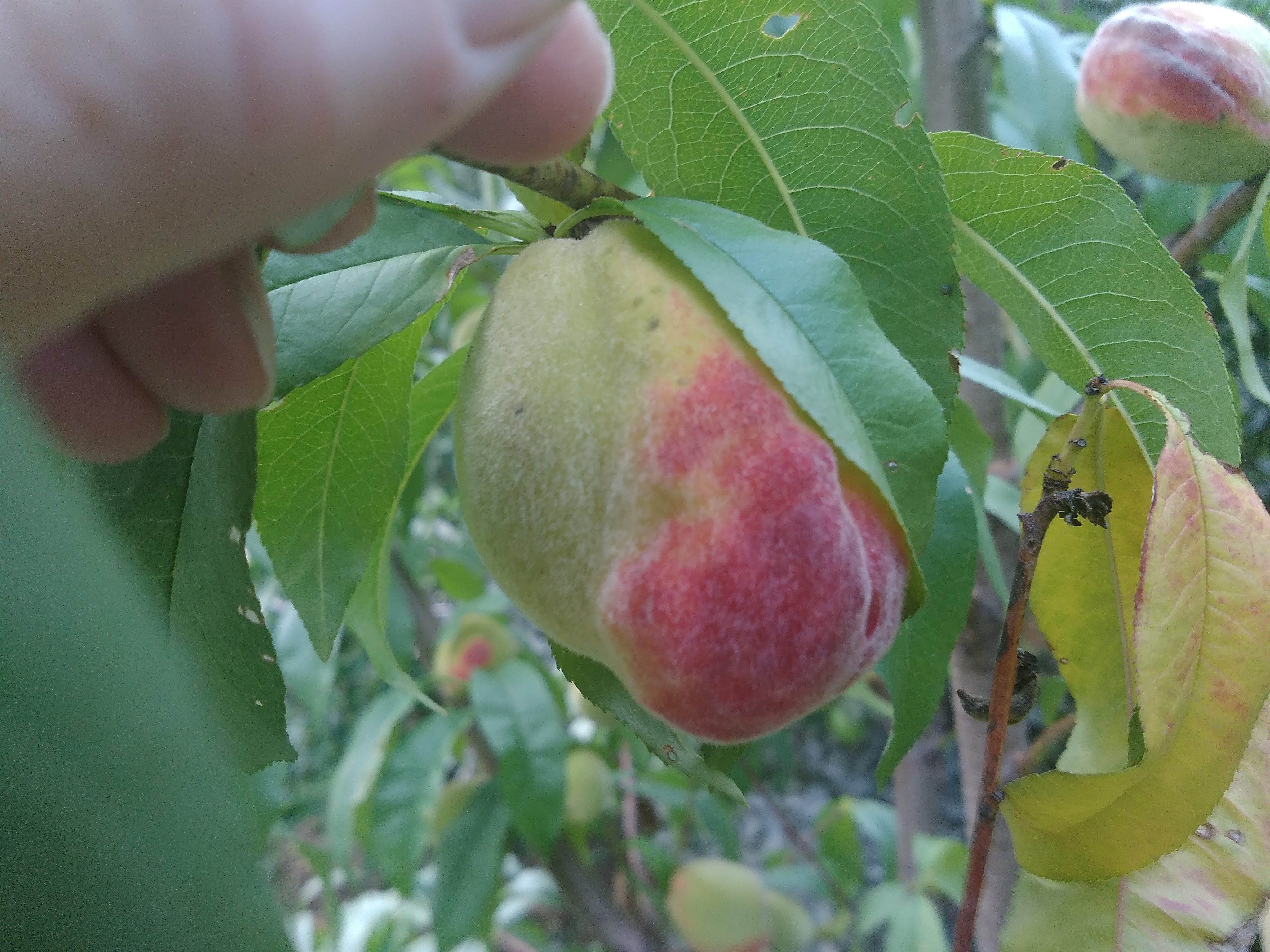 Deformed peaches General Fruit Growing Growing Fruit