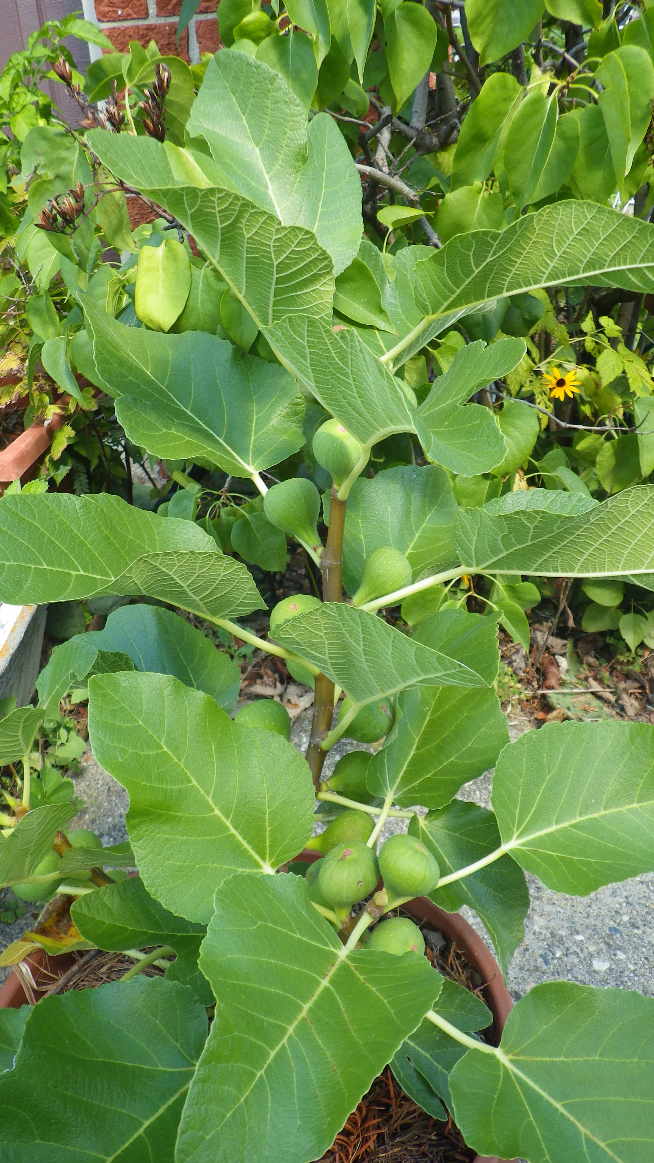 What are the options for growing figs in marginal zones? General