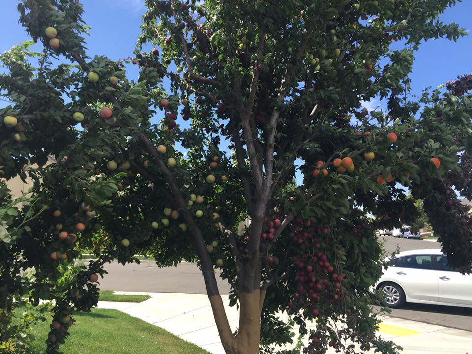 Rootstock Graft Compatibility Reference Growing Fruit