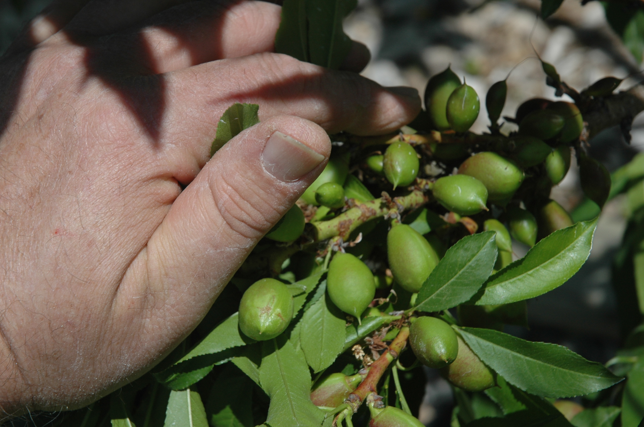 How do I even begin to thin these Necta Zee General Fruit Growing