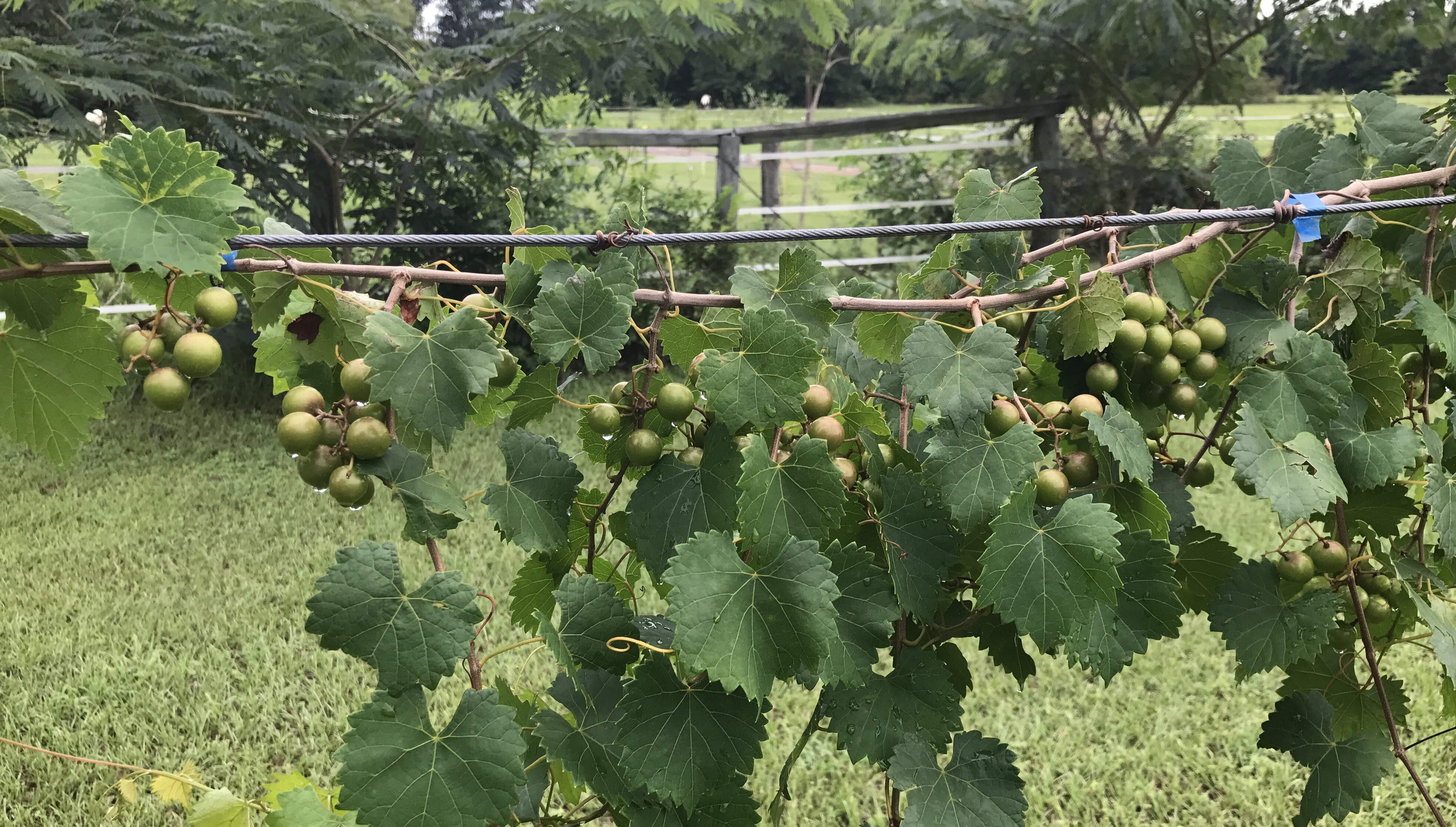 Muscadine Grapes and PH level? General Fruit Growing Growing Fruit
