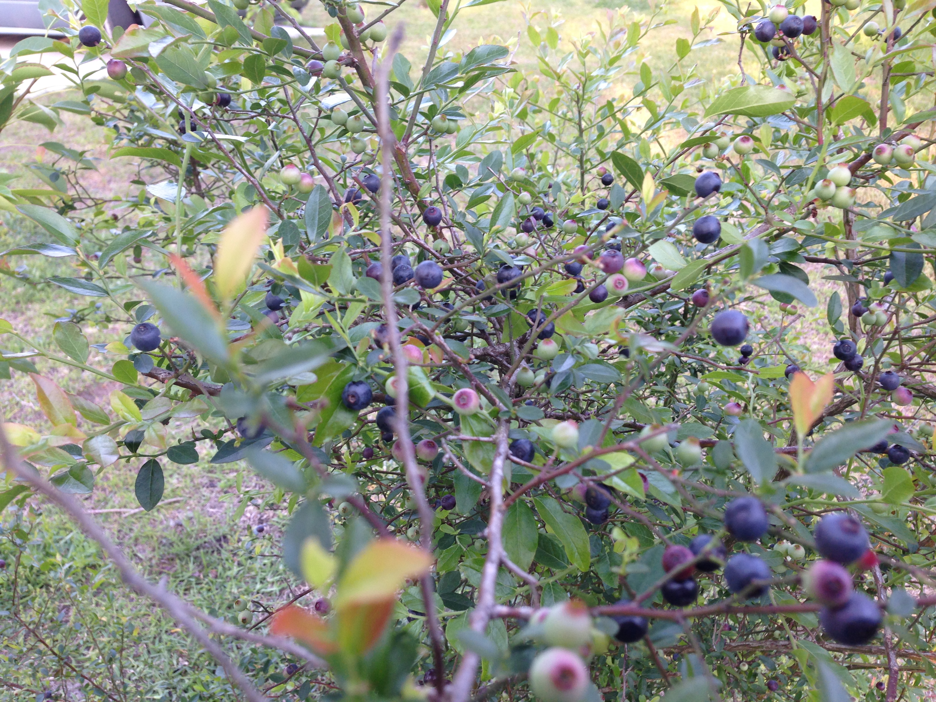 Huckleberries AKA May Berries, AKA Elliot's Blueberry AKA Vaccinium