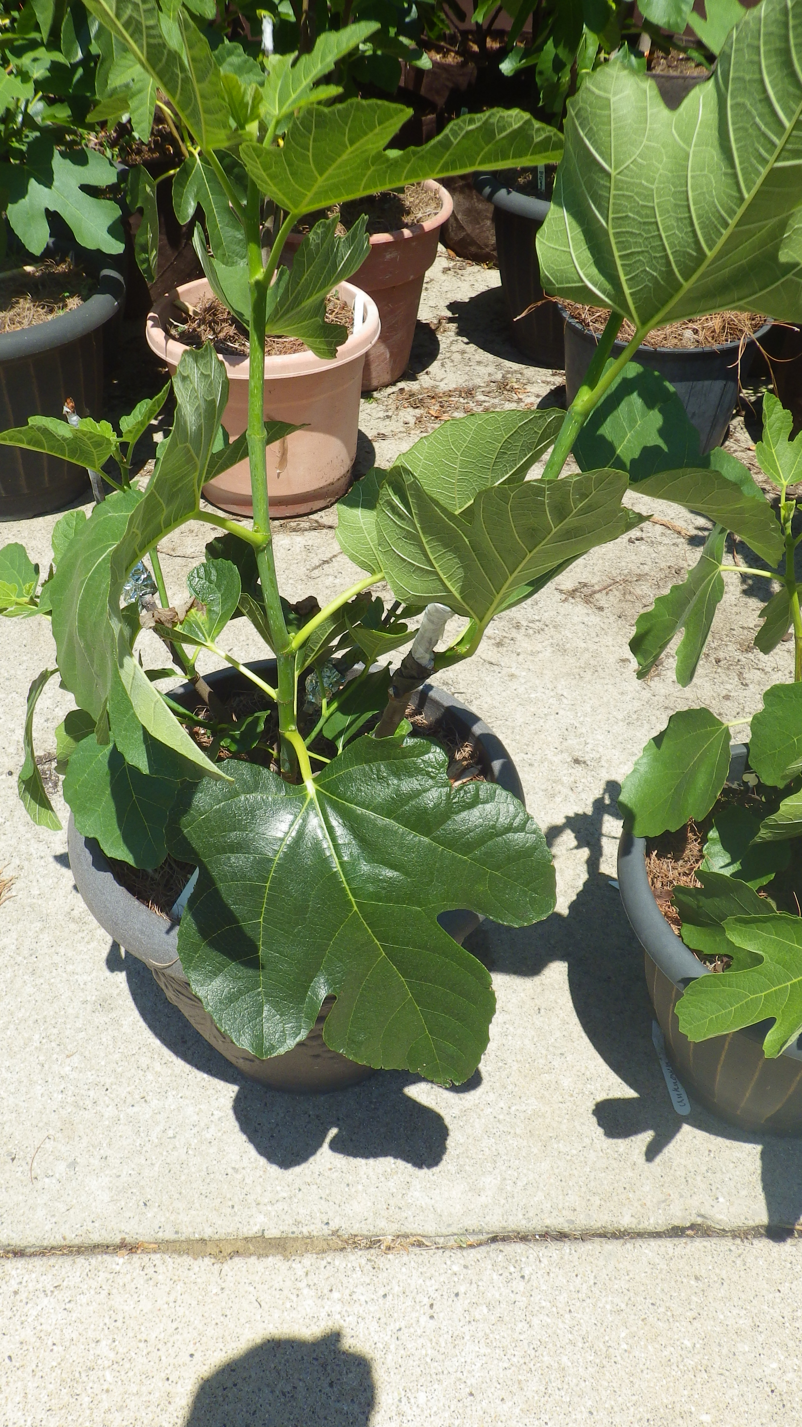Watering fruit trees in pots General Fruit Growing Growing Fruit