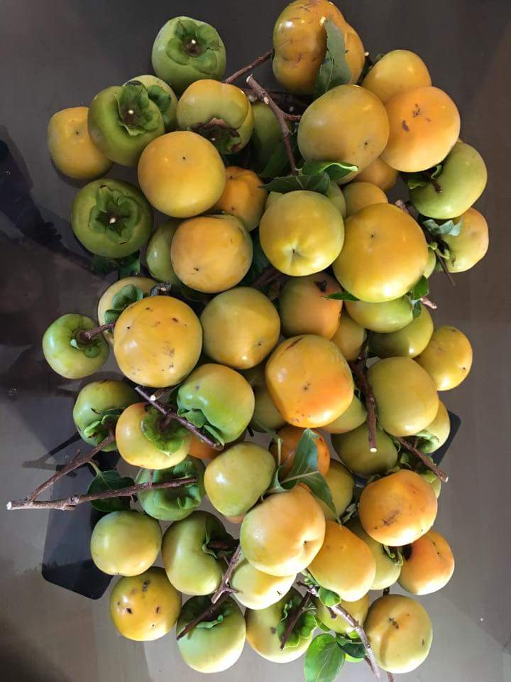 Fruit trees from Melbourne Australia General Fruit Growing Growing Fruit