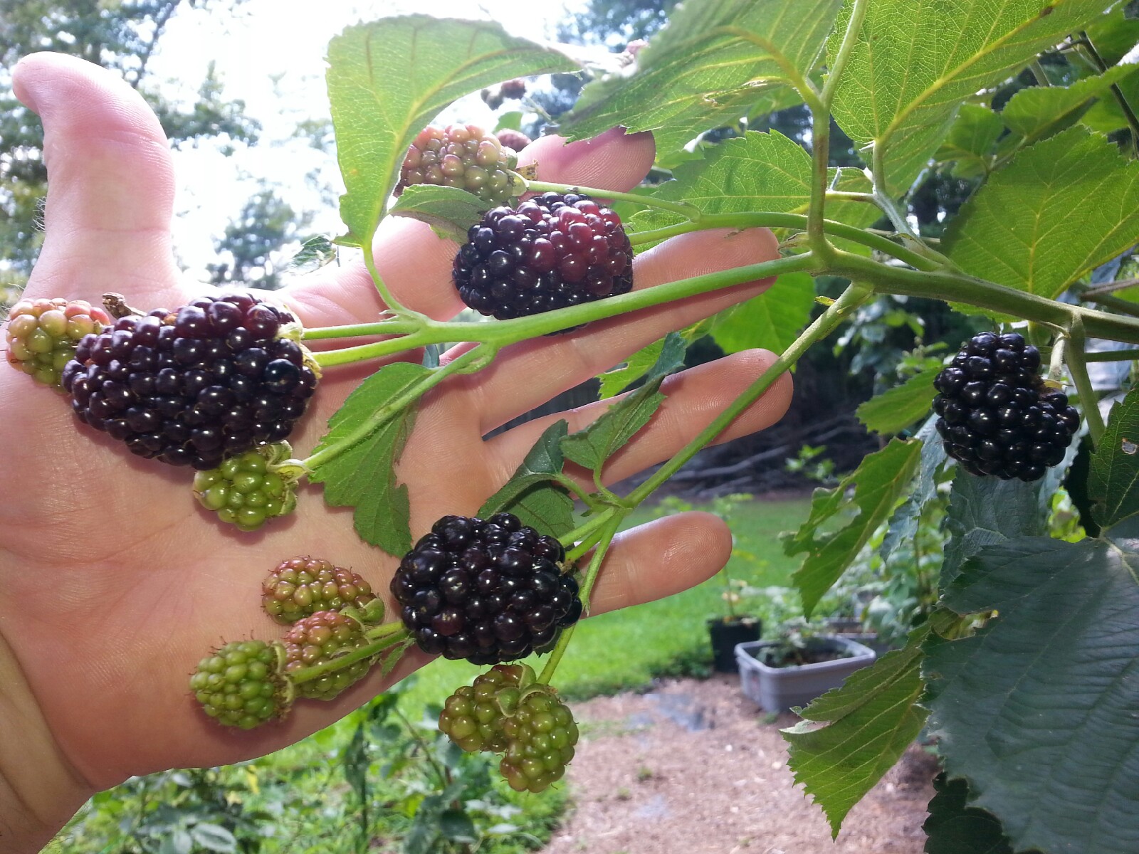 Prime Ark® Freedom Blackberry General Fruit Growing Growing Fruit