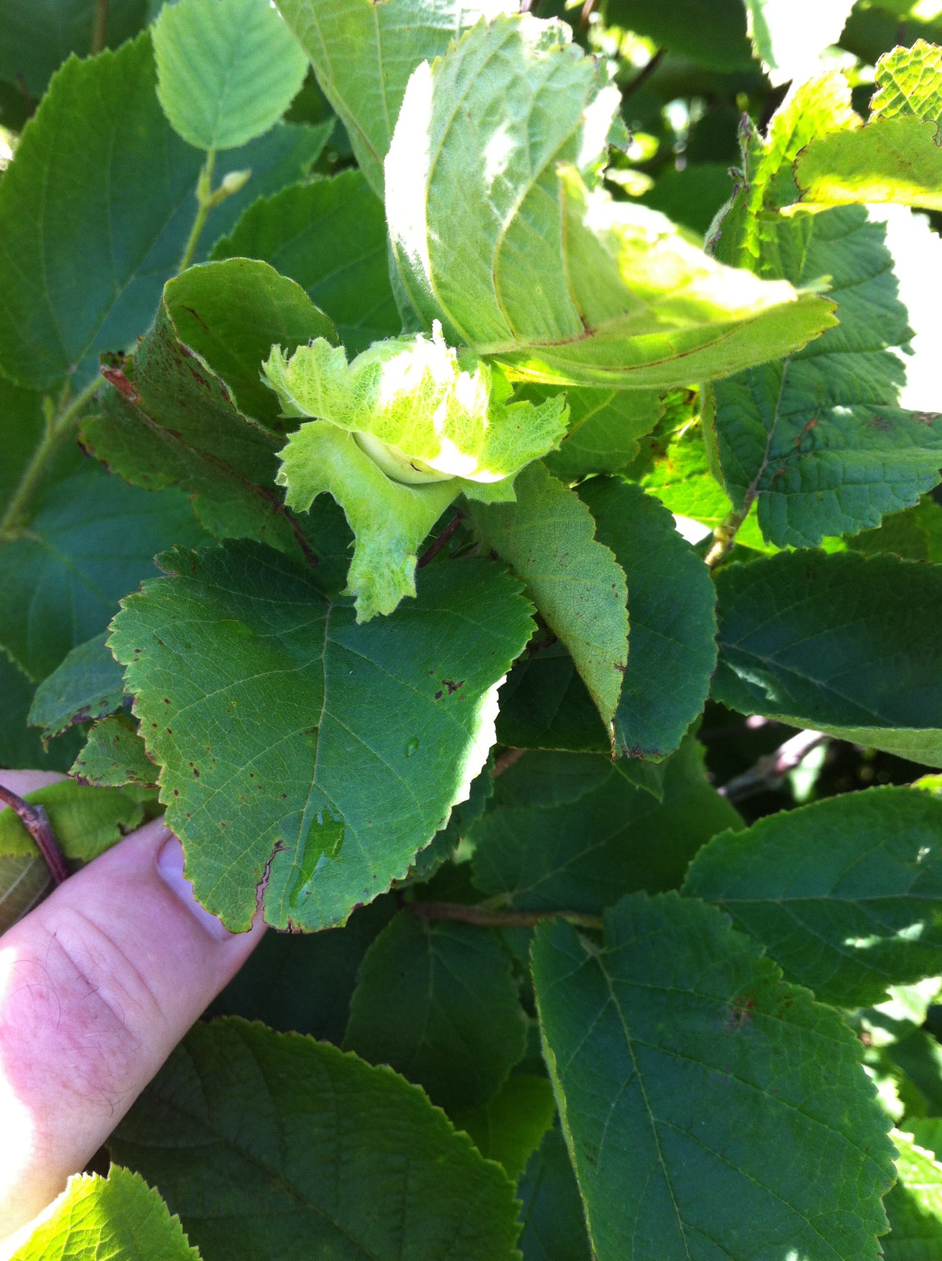 How difficult is it to graft hazelnuts? General Fruit Growing