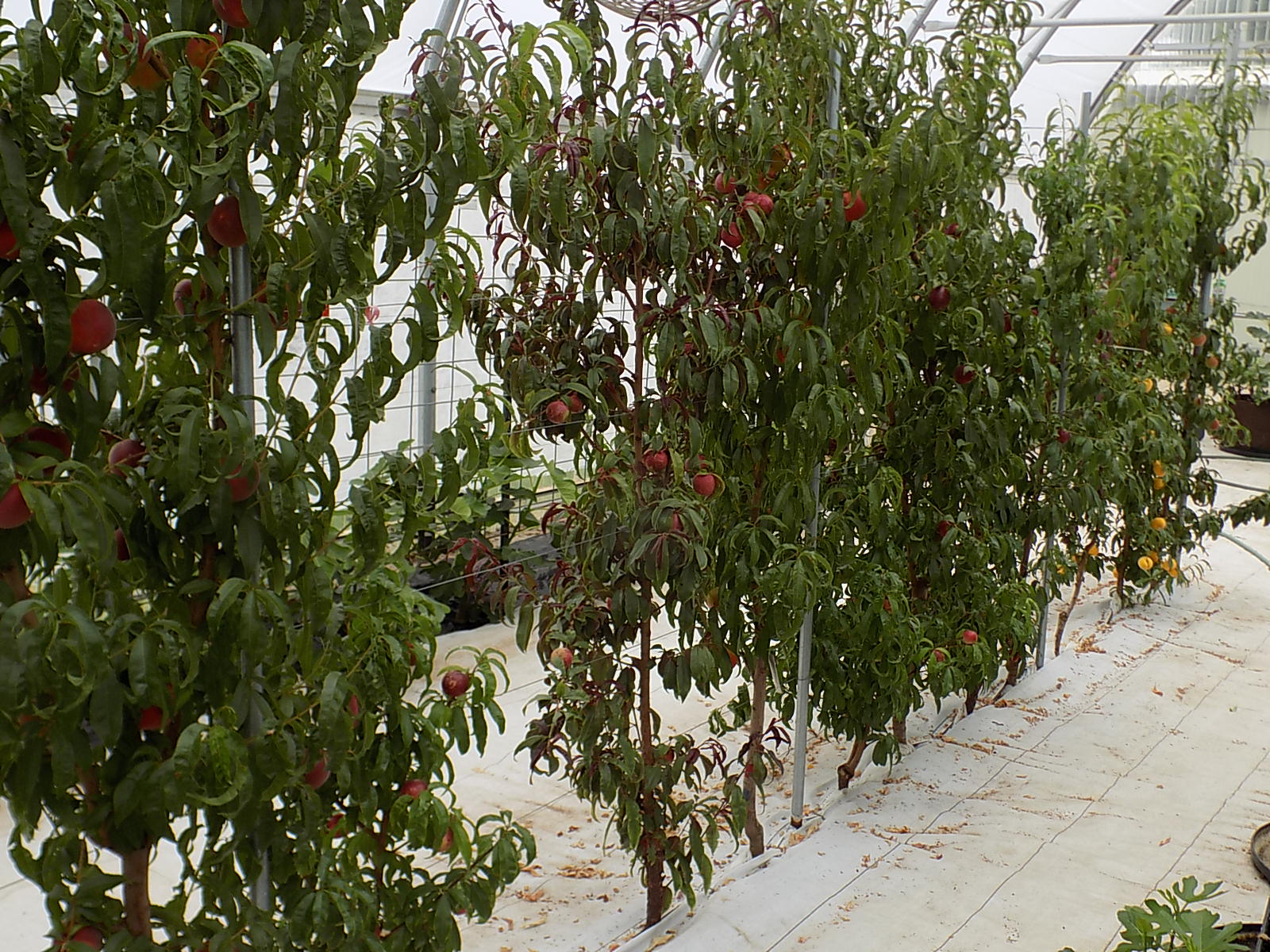 Greenhouse fruit report Stuff like 30.5 brix Honey Blaze nectarines
