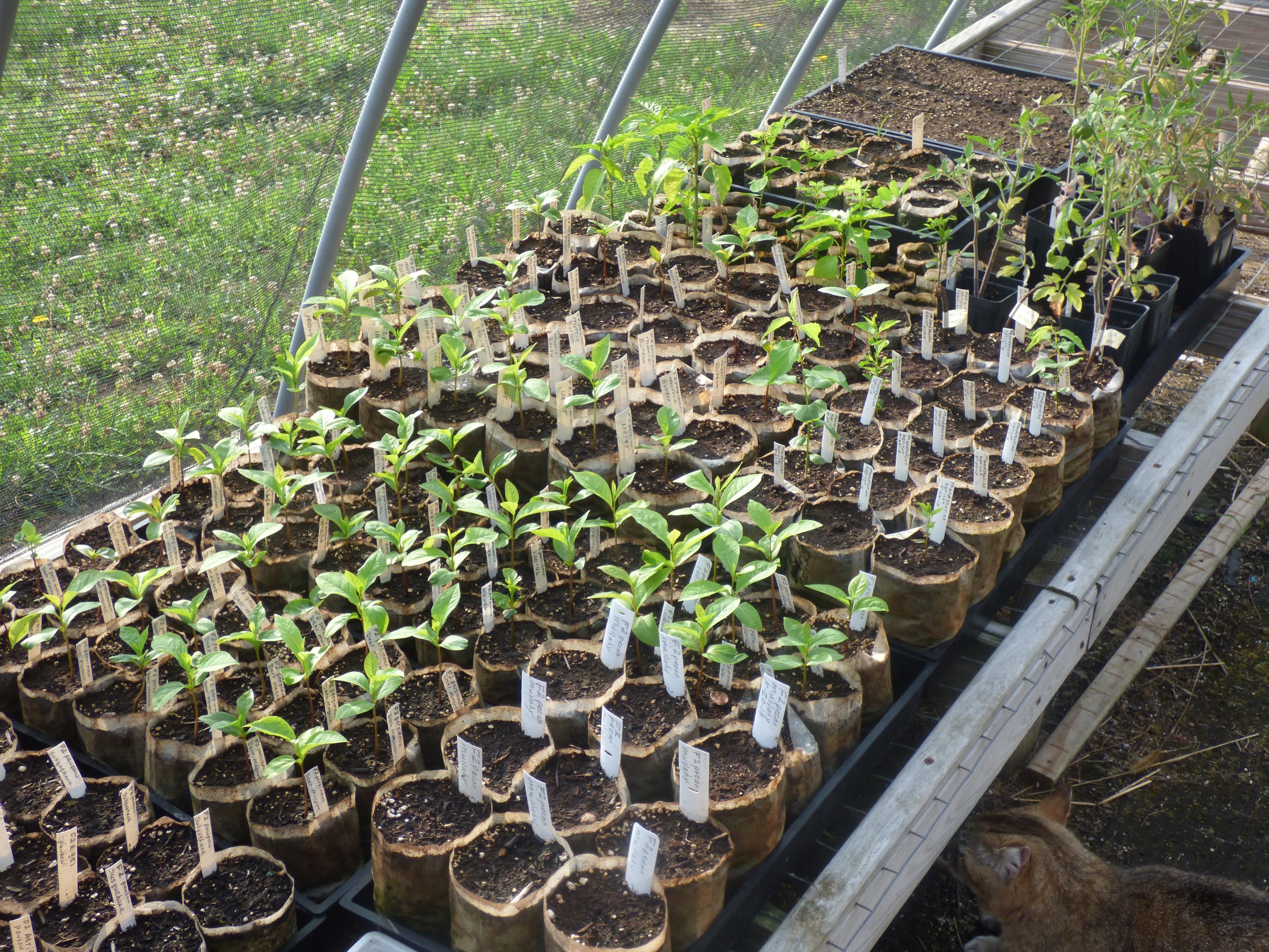 Seedlings You're Growing General Fruit Growing Growing Fruit