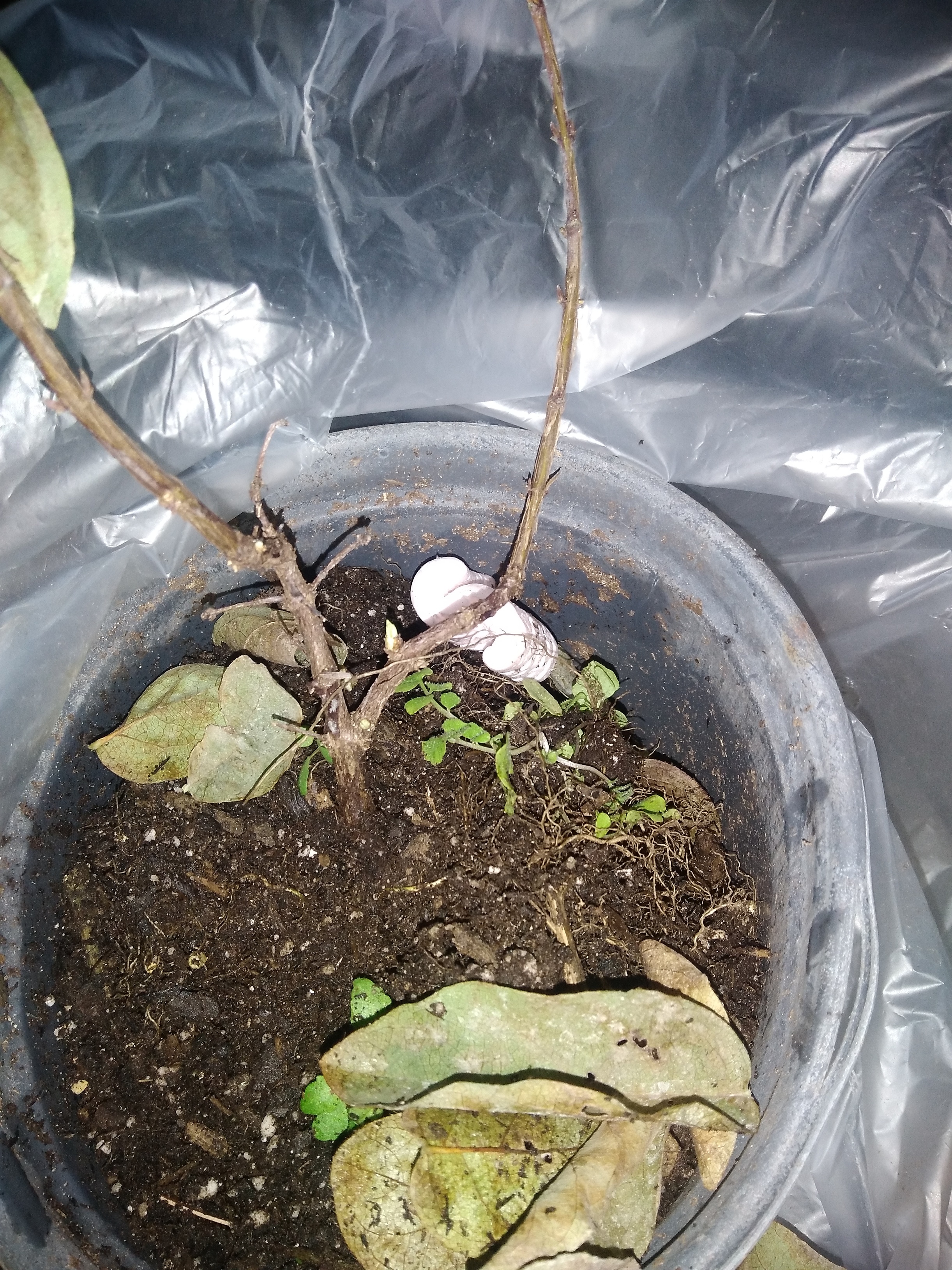 Berries Unlimited Honeyberry Plants General Fruit Growing Growing Fruit