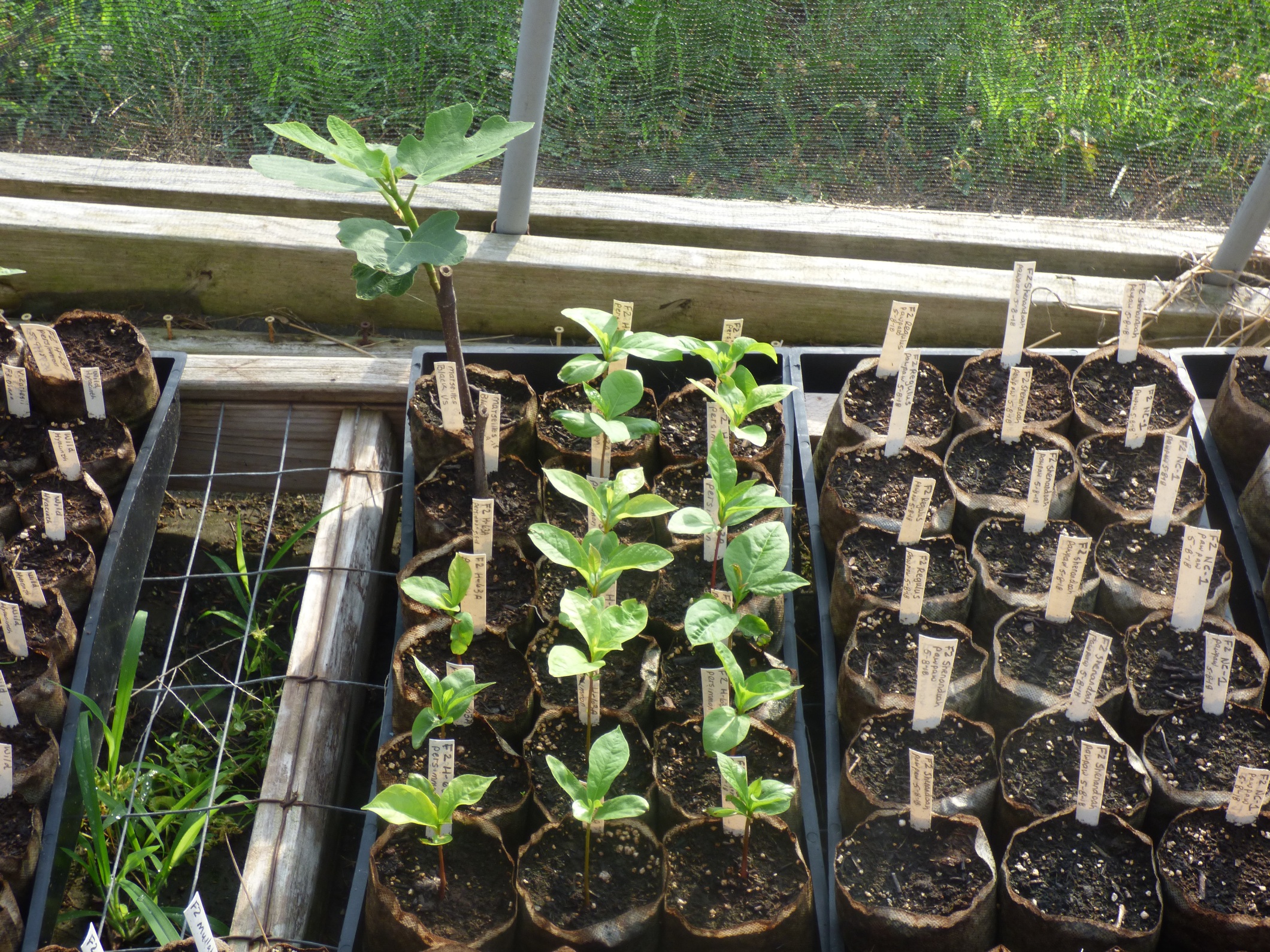 Seedlings You're Growing General Fruit Growing Growing Fruit