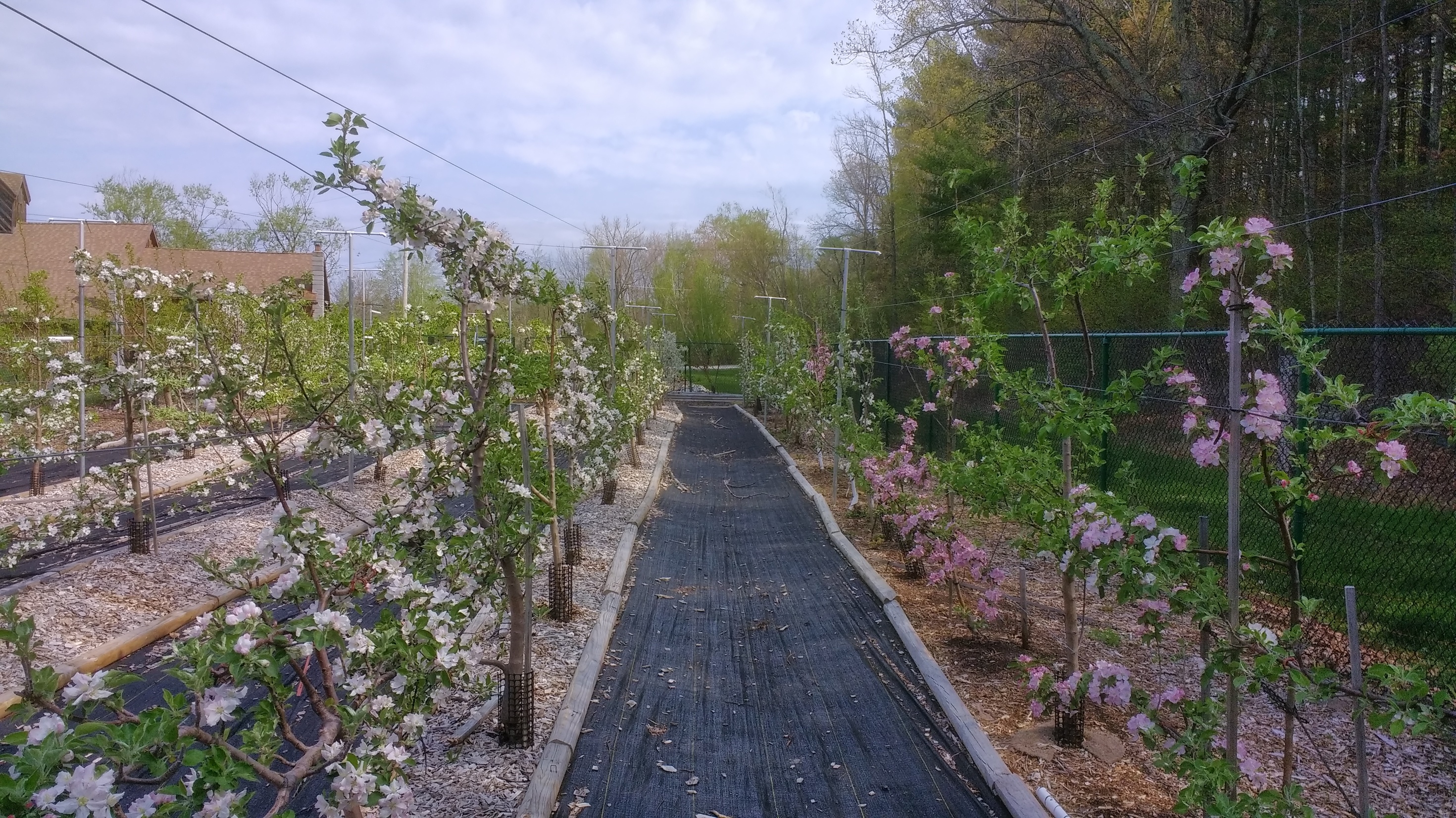 Weed fabric under fruit trees General Fruit Growing Growing Fruit
