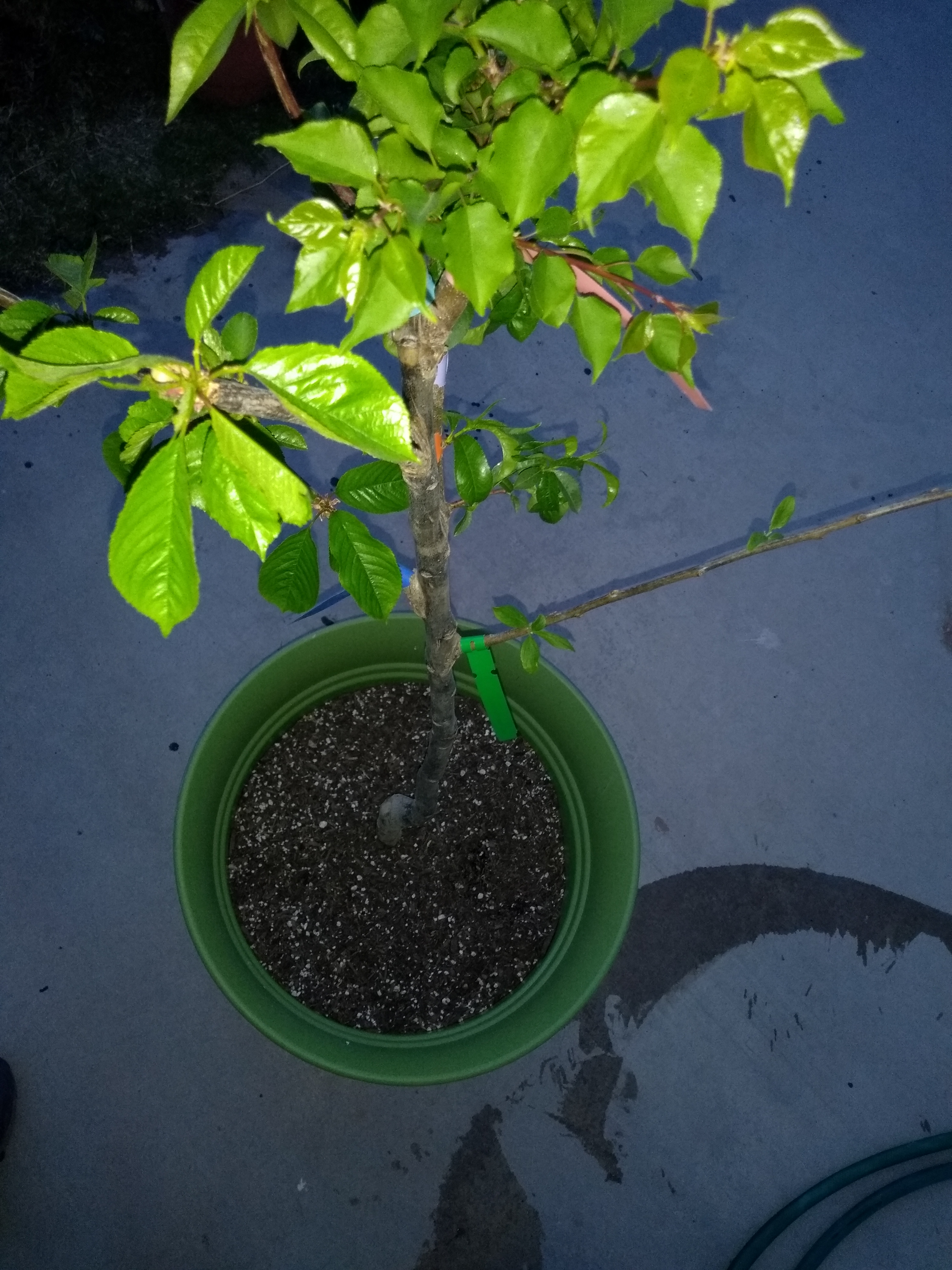 Raintree's new fruit salad tree General Fruit Growing Growing Fruit