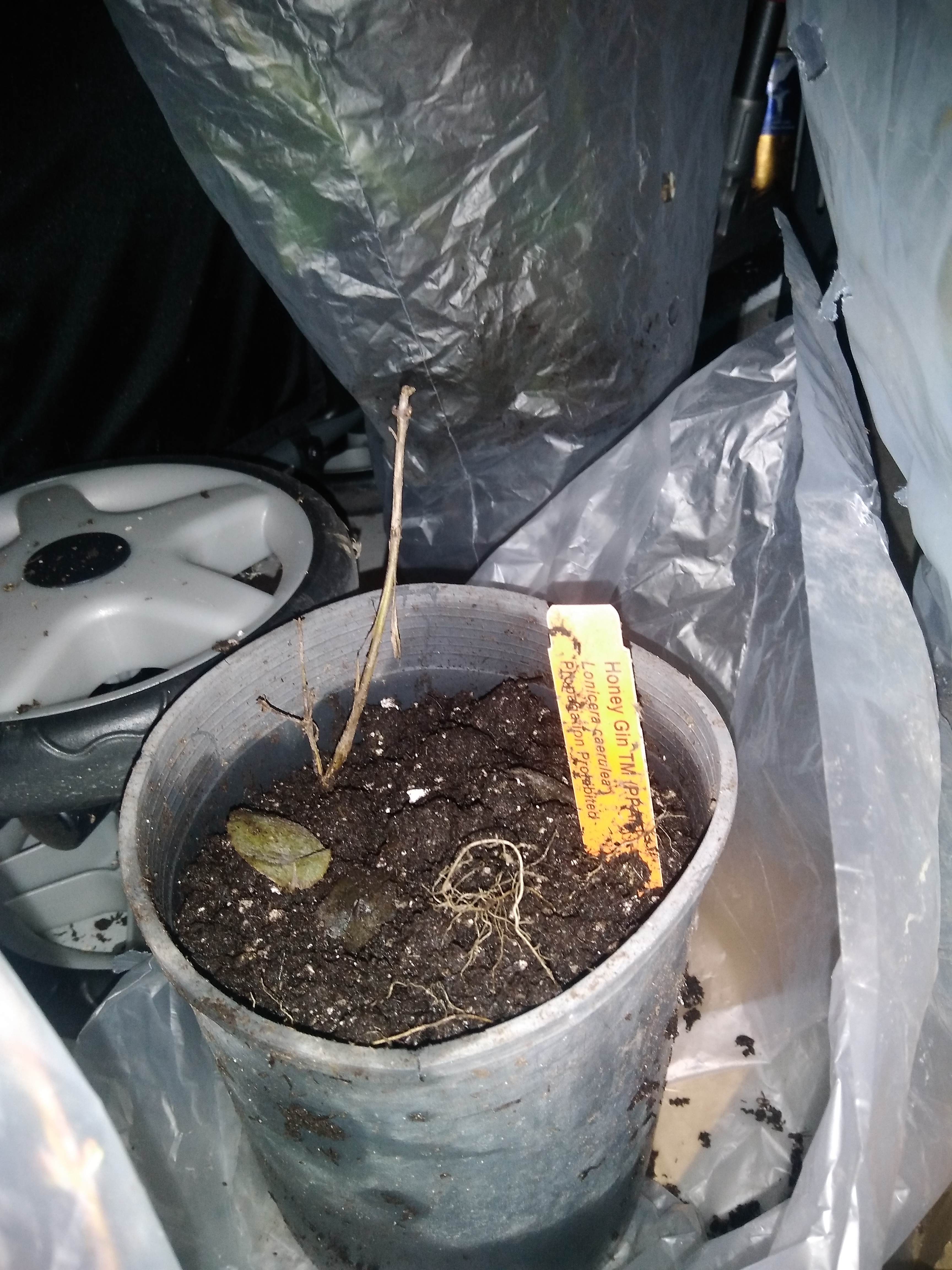 berries unlimited honeyberry plants general fruit berries unlimited honeyberry plants general fruit