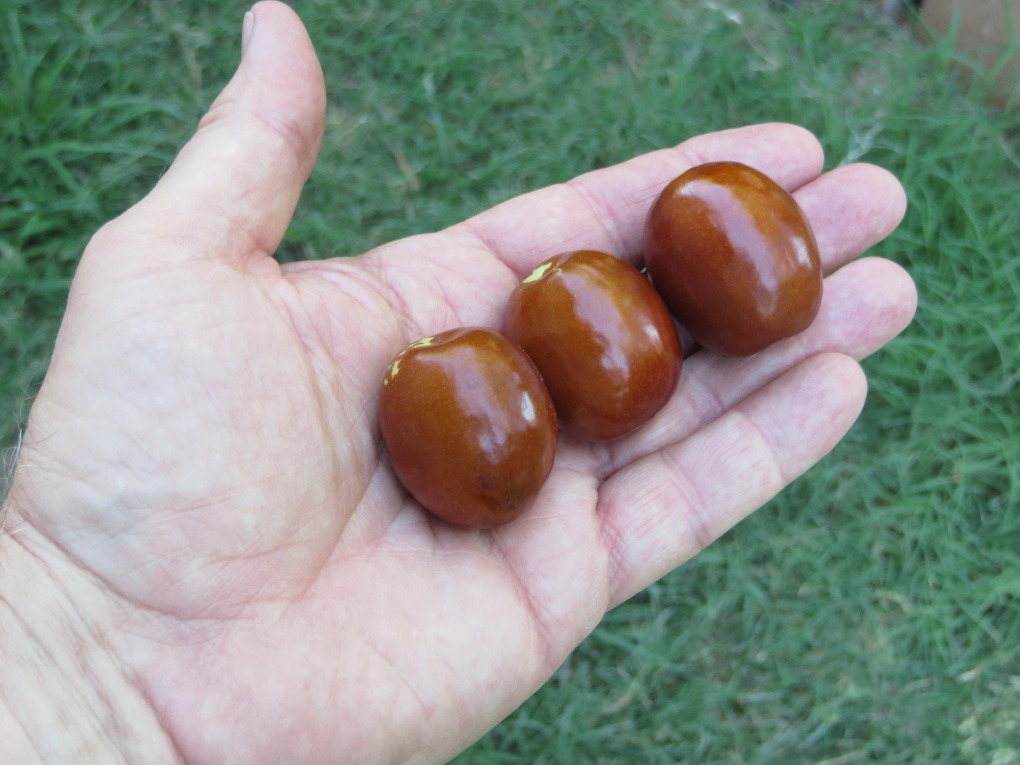 Picture of a few jujubees - General Fruit Growing - Growing Fruit