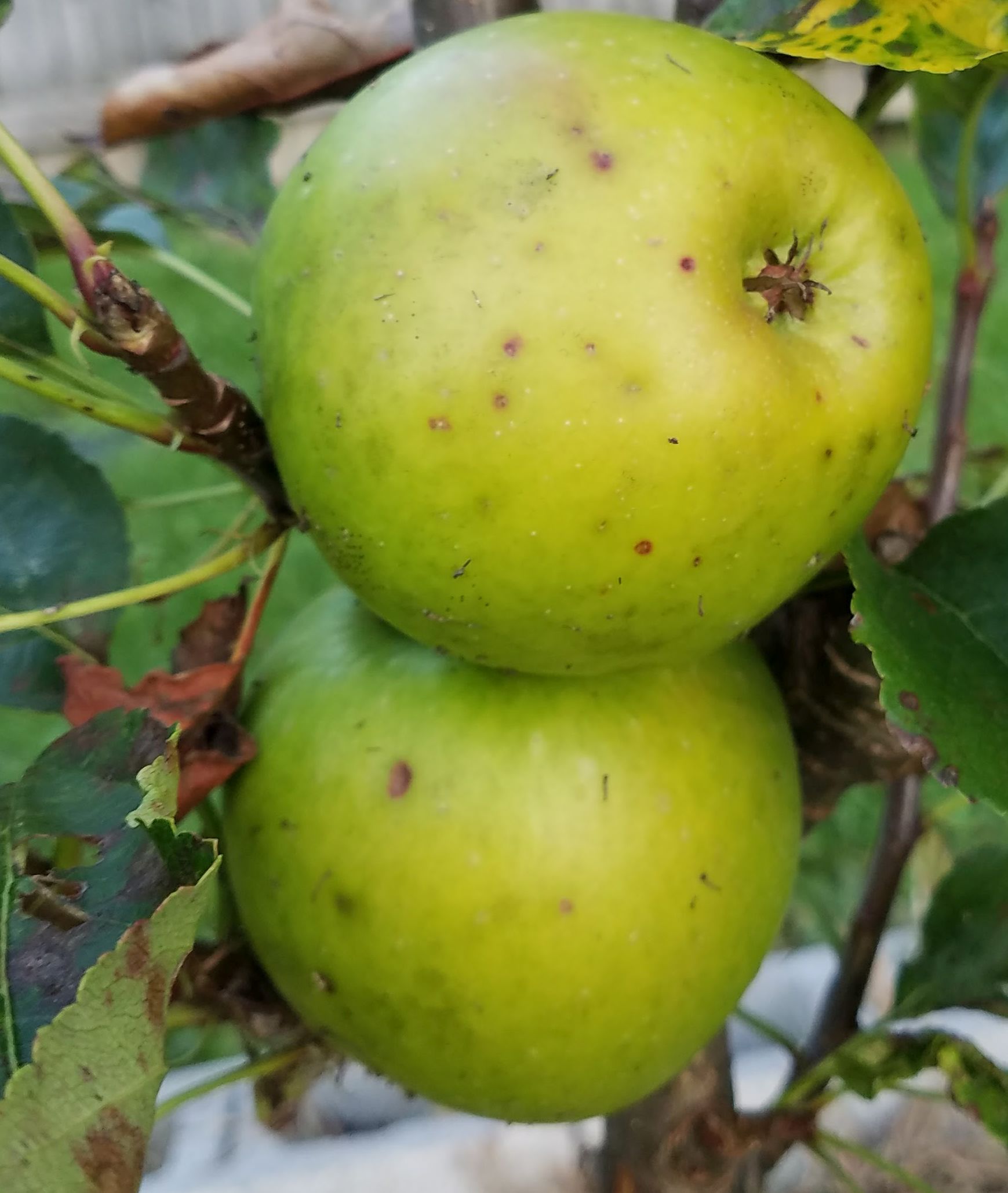 Urban/column apple tree General Fruit Growing Growing Fruit