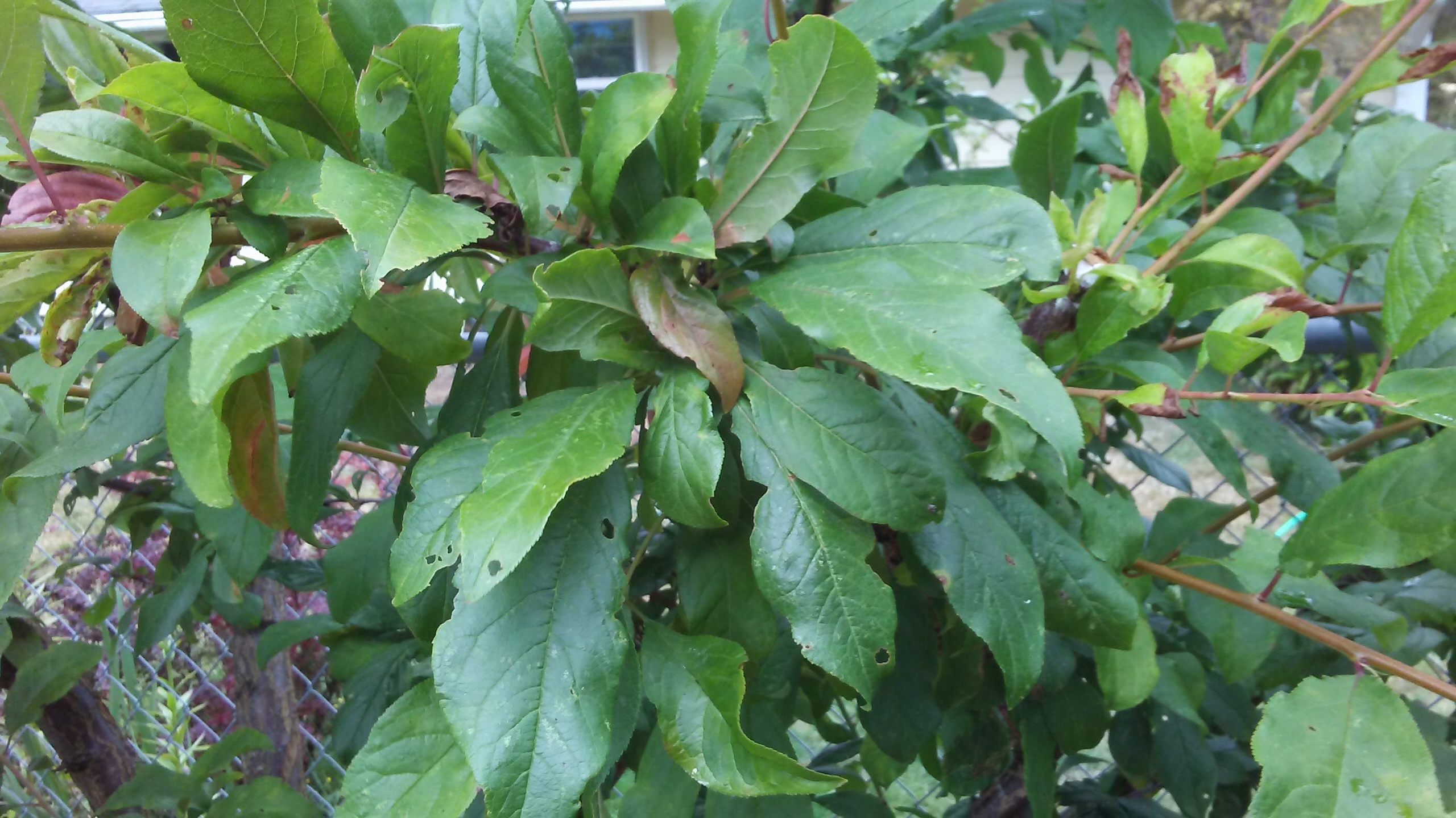 Name this plum ( The answer It's a Lemon Plum from Chile) General