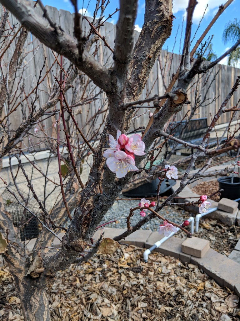 CotNCandy Aprium Pictures! Growing Fruit