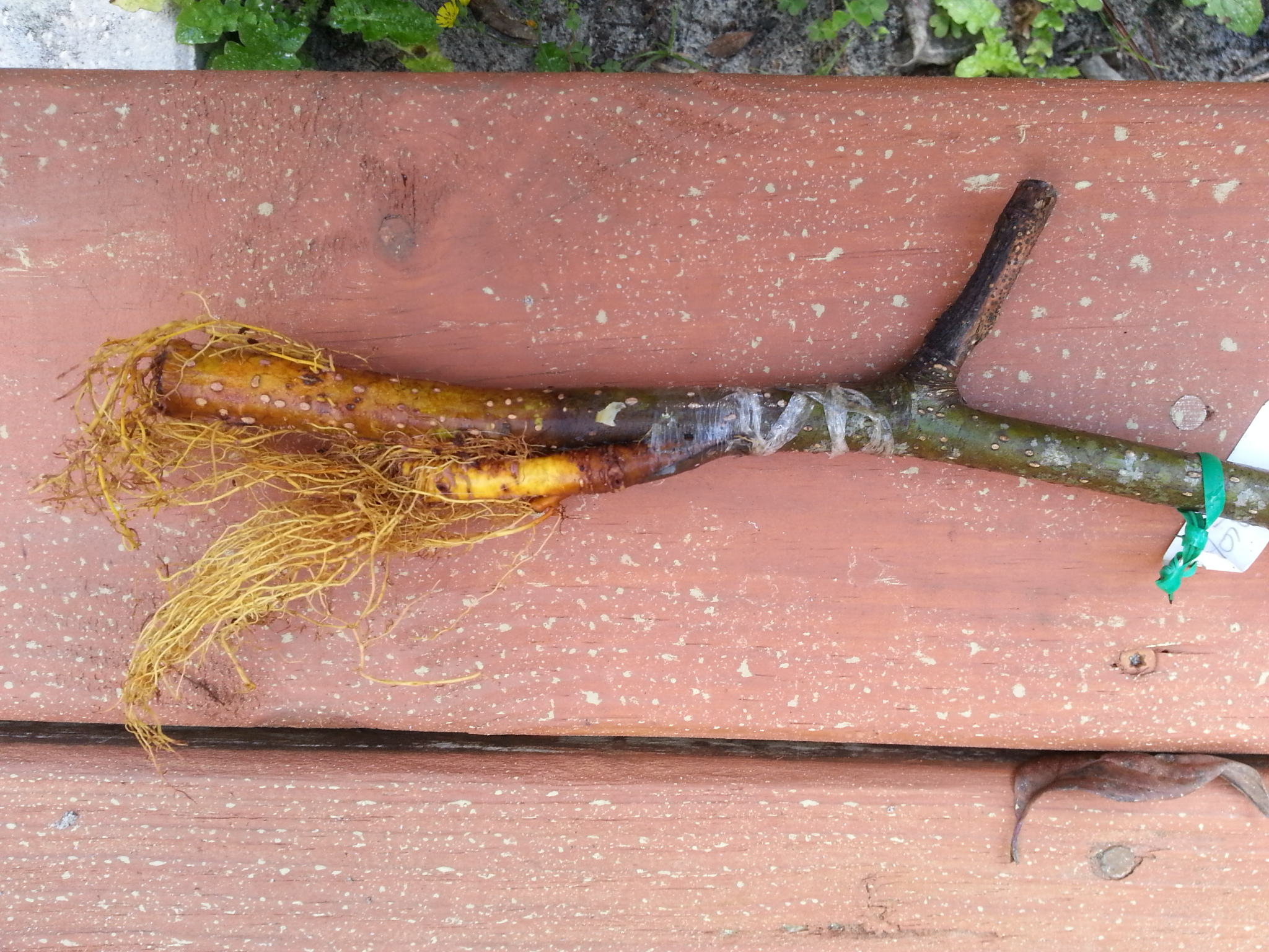 What "grafting" technique is this? General Fruit Growing Growing Fruit