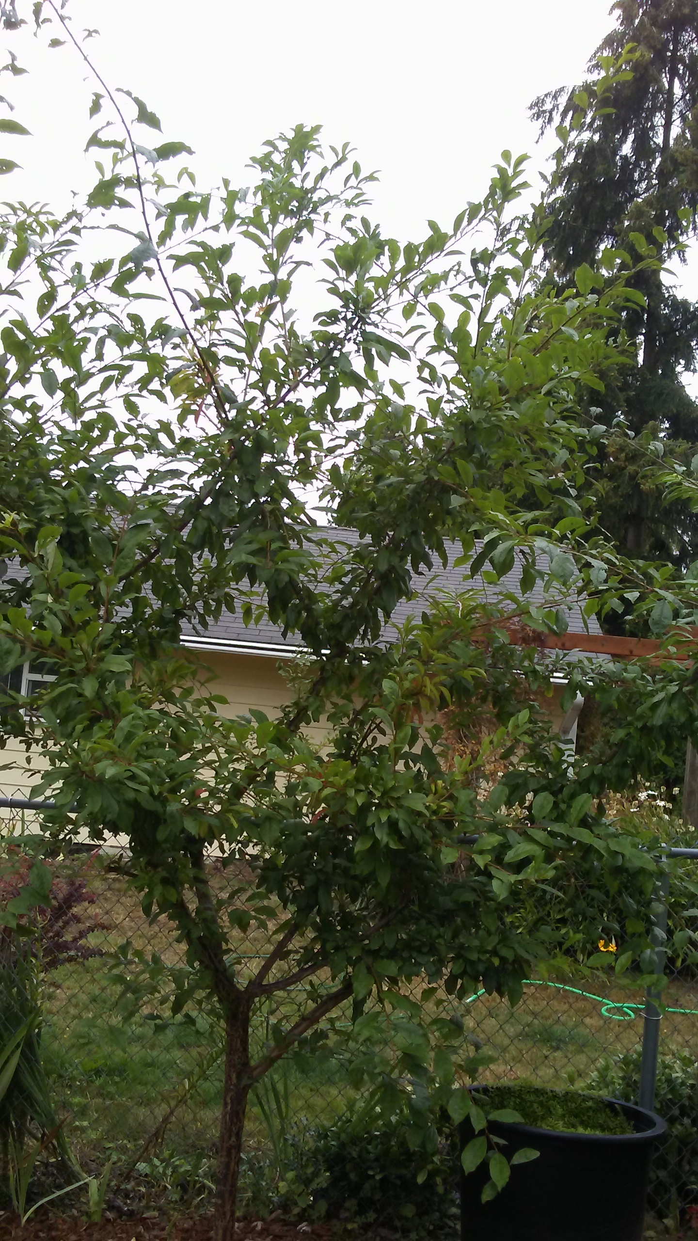 Name this plum ( The answer It's a Lemon Plum from Chile) General