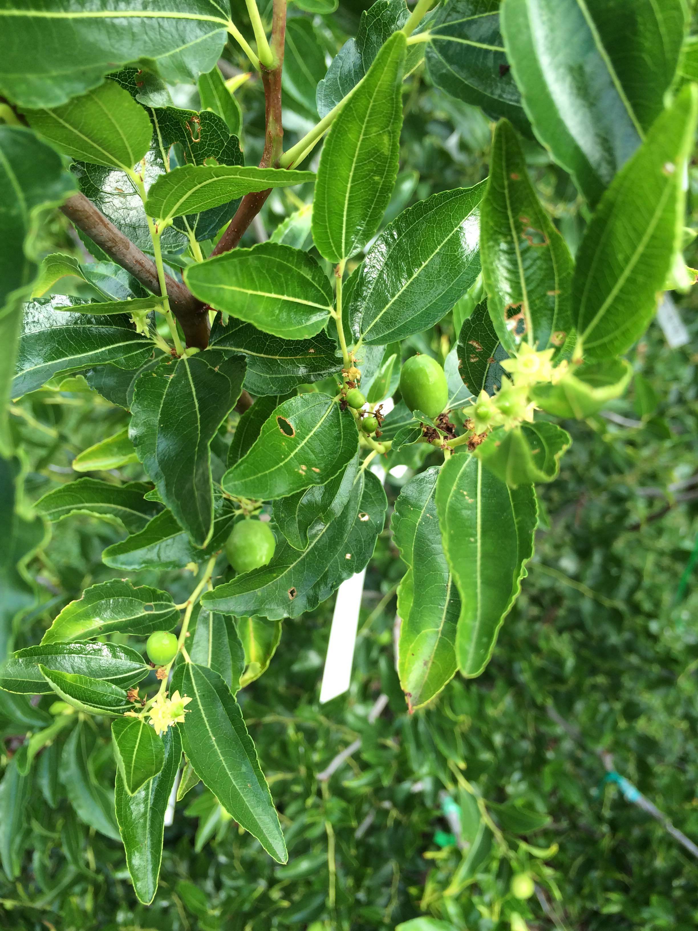 Honey jar Jujube decided to fruit General Gardening Growing Fruit