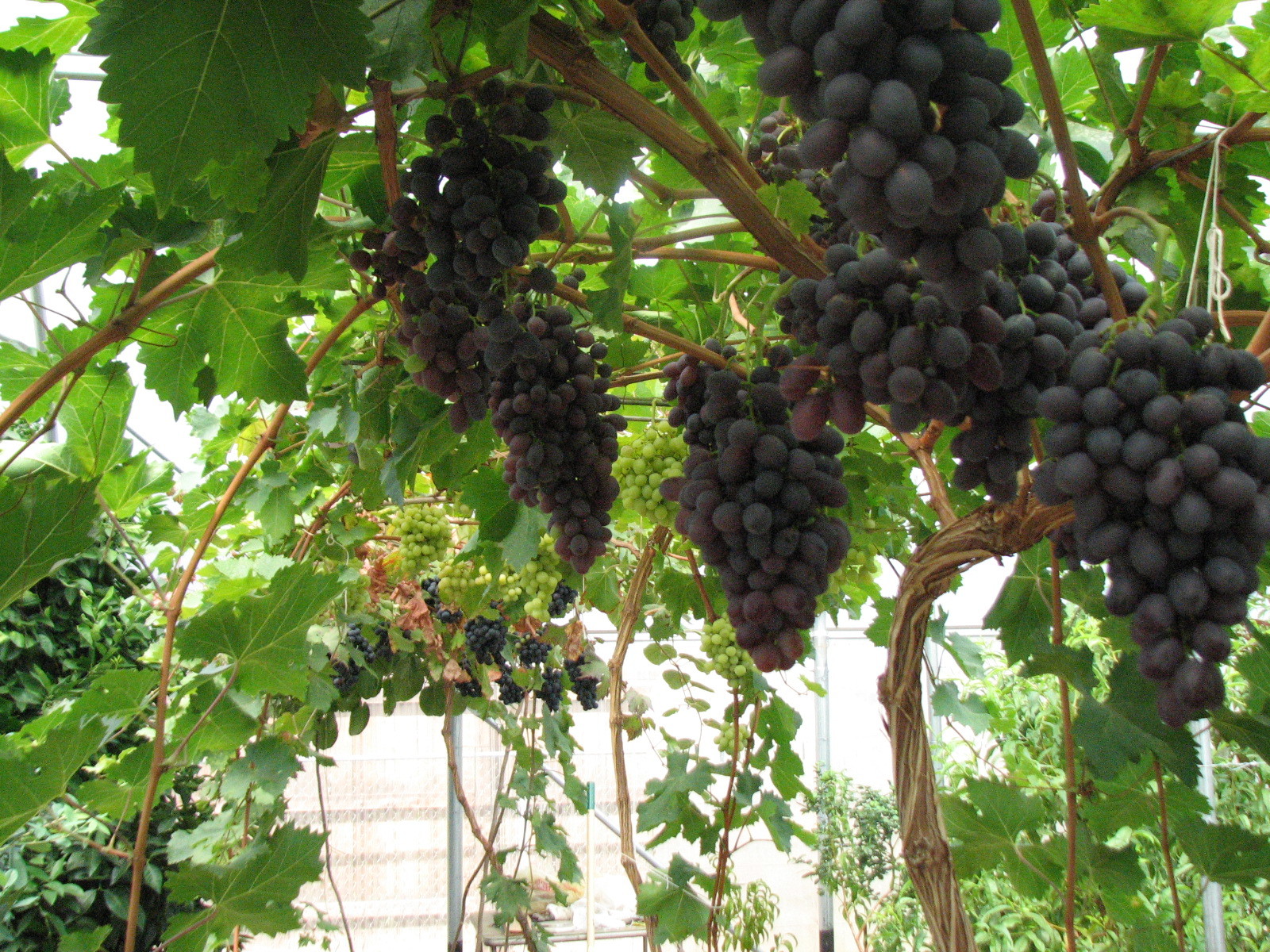 Greenhouse growing grapes? General Fruit Growing Growing Fruit