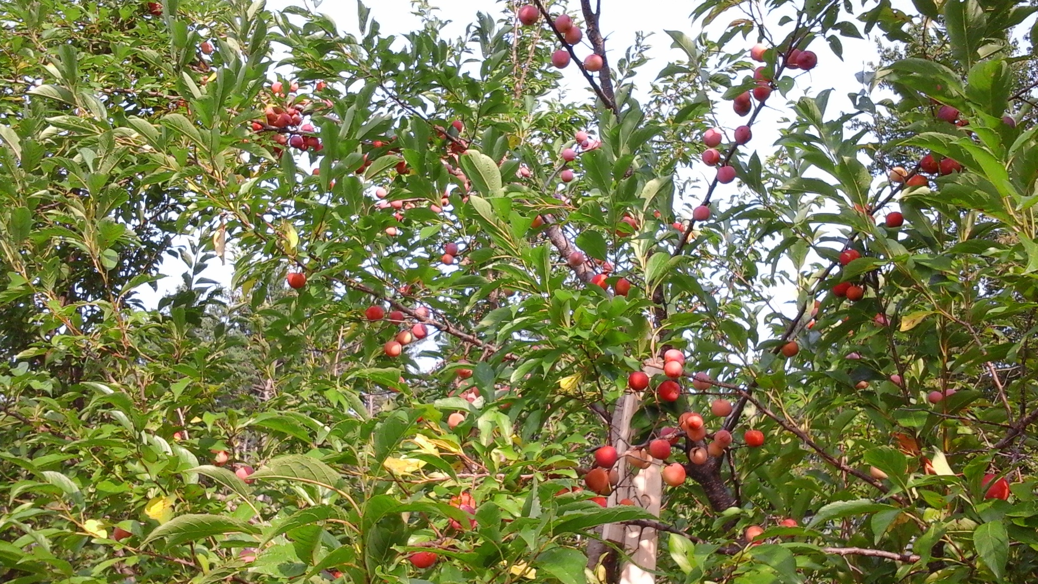 Plums in Maine General Fruit Growing Growing Fruit