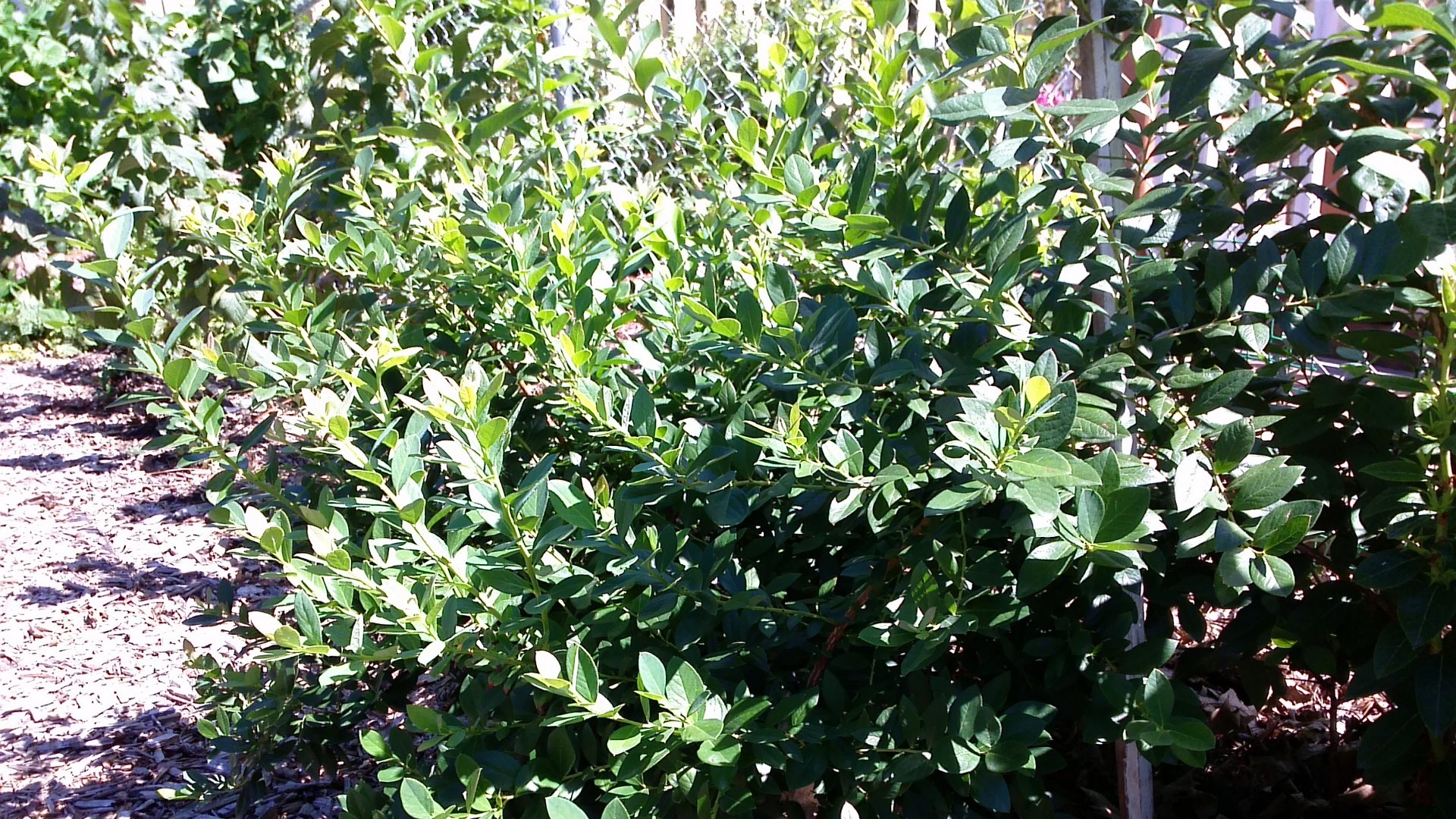 Growing media for raised bed blueberries? General Fruit Growing